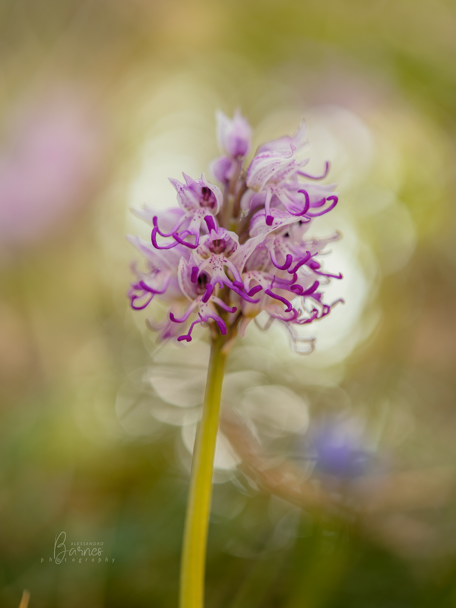 Orchis Simia