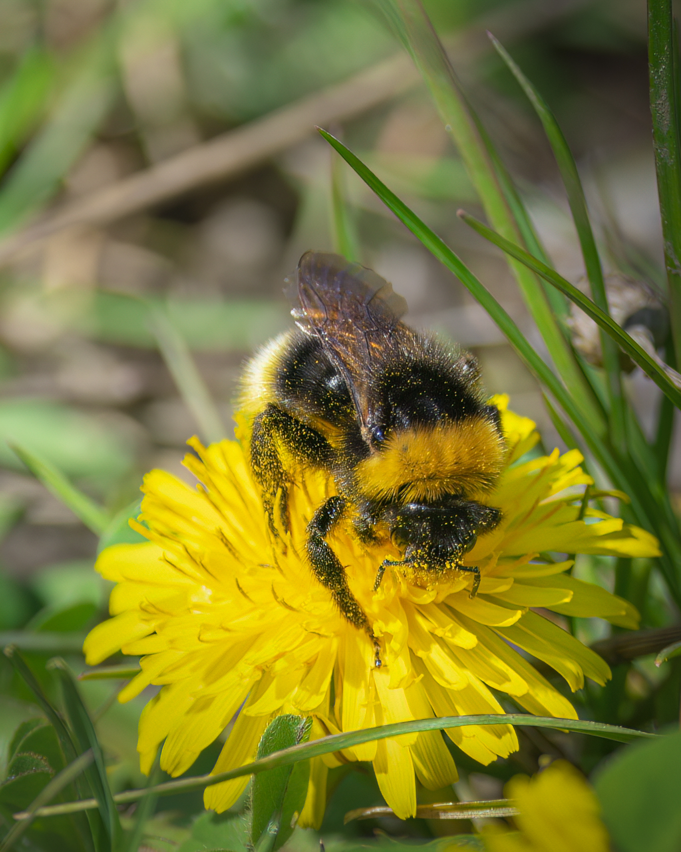Pollinator bumblebee