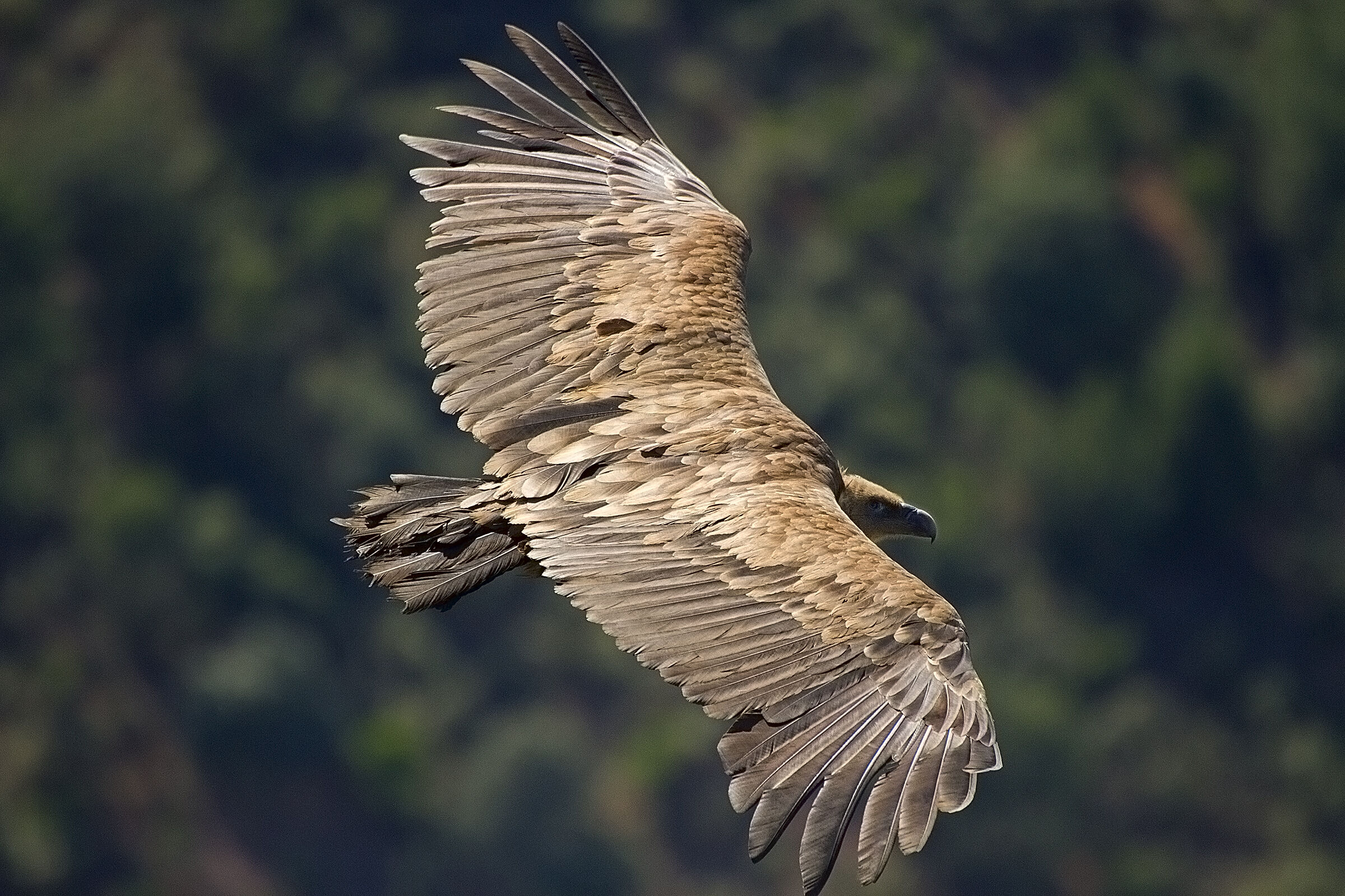 Griffin - I saw you......