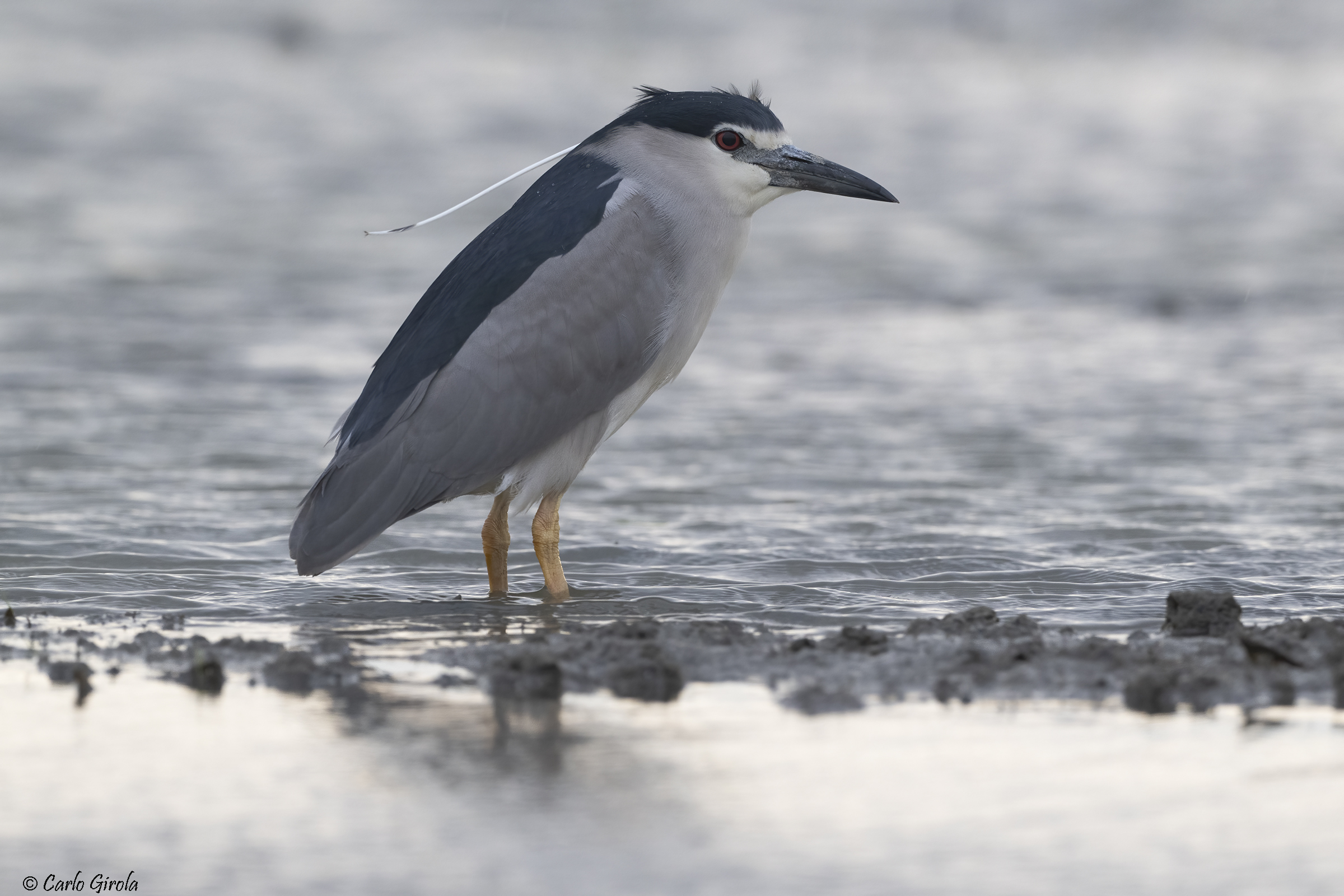 Nitticora (Nycticorax nycticorax)
