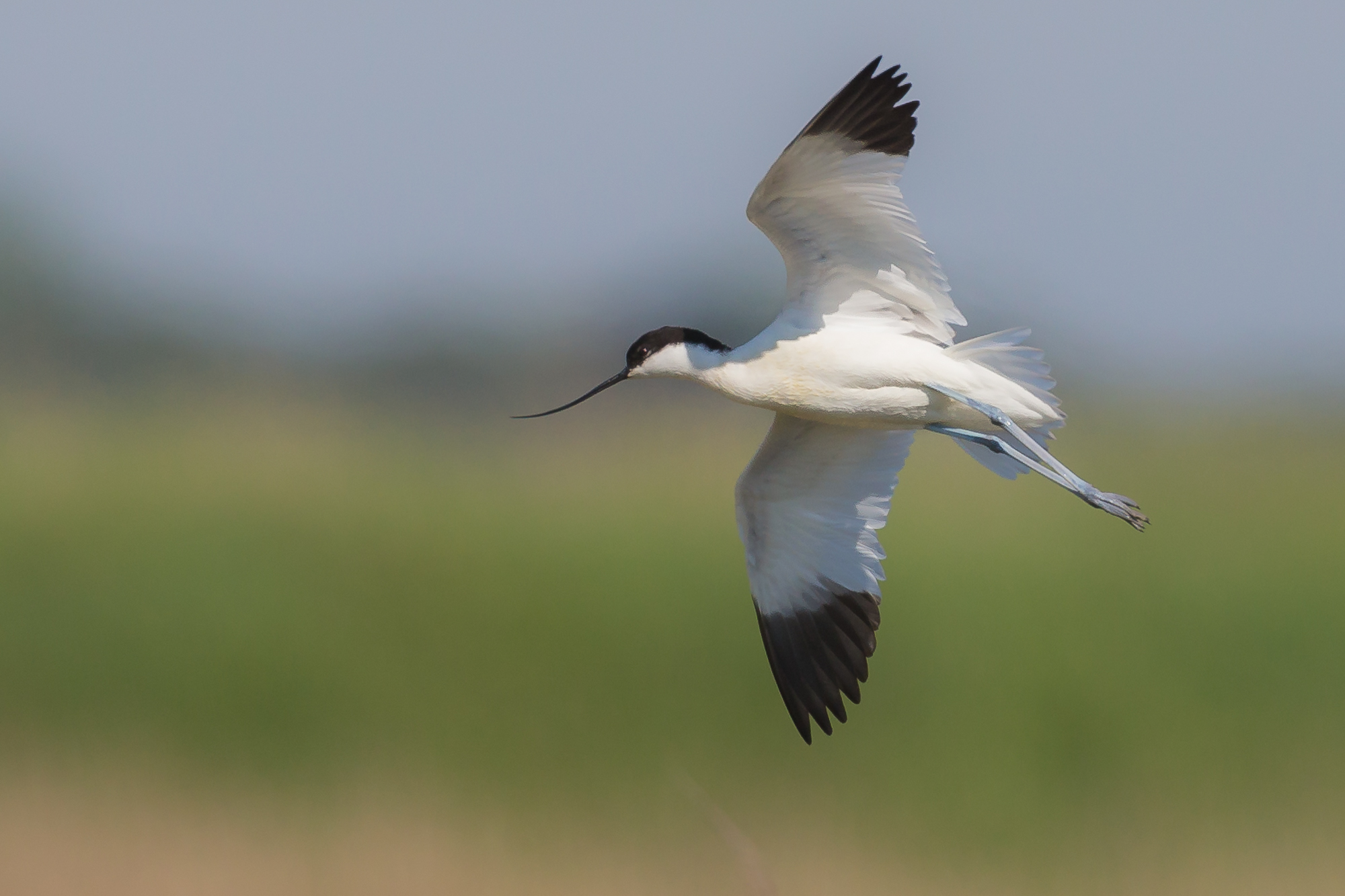 avocetta.