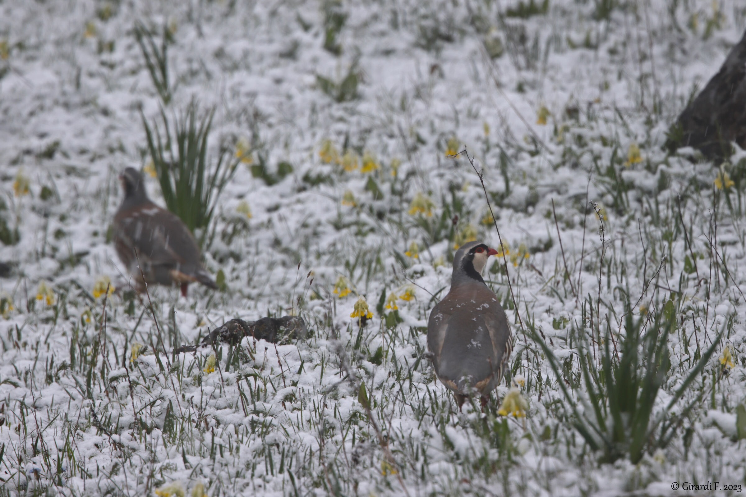 Rock partridge (pair)