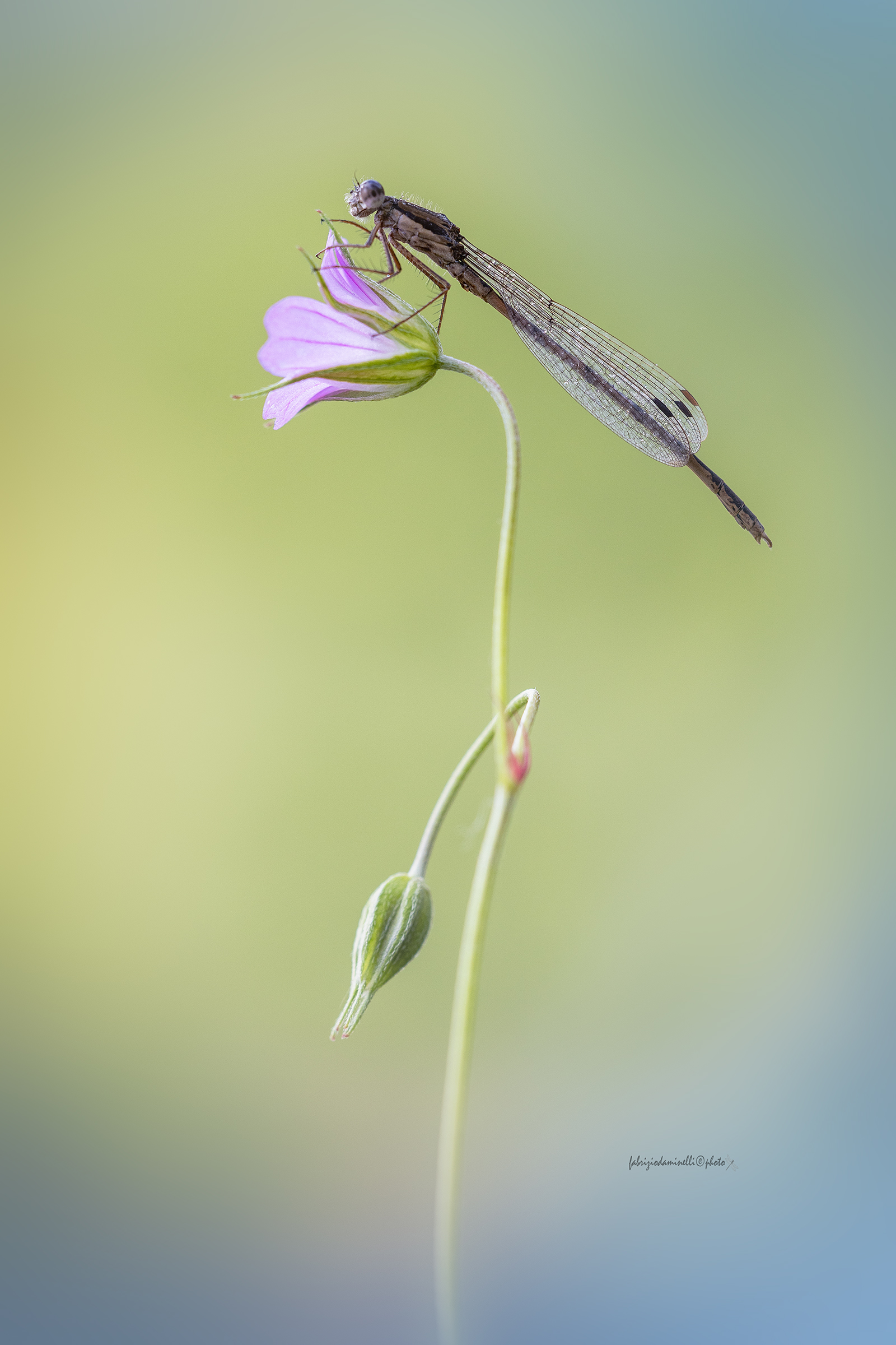 Common Winter Damsel - Sympecma fusca
