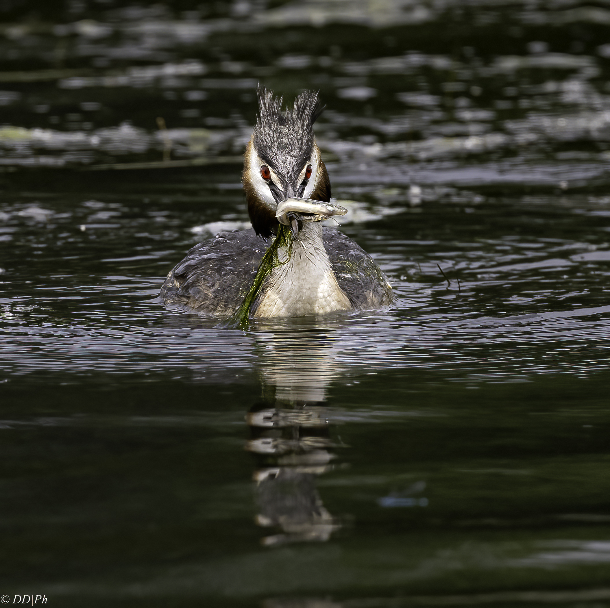 Great crested grebe