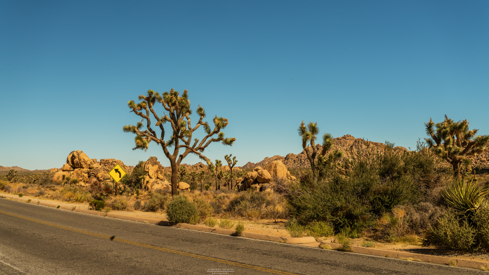 Joshua Tree