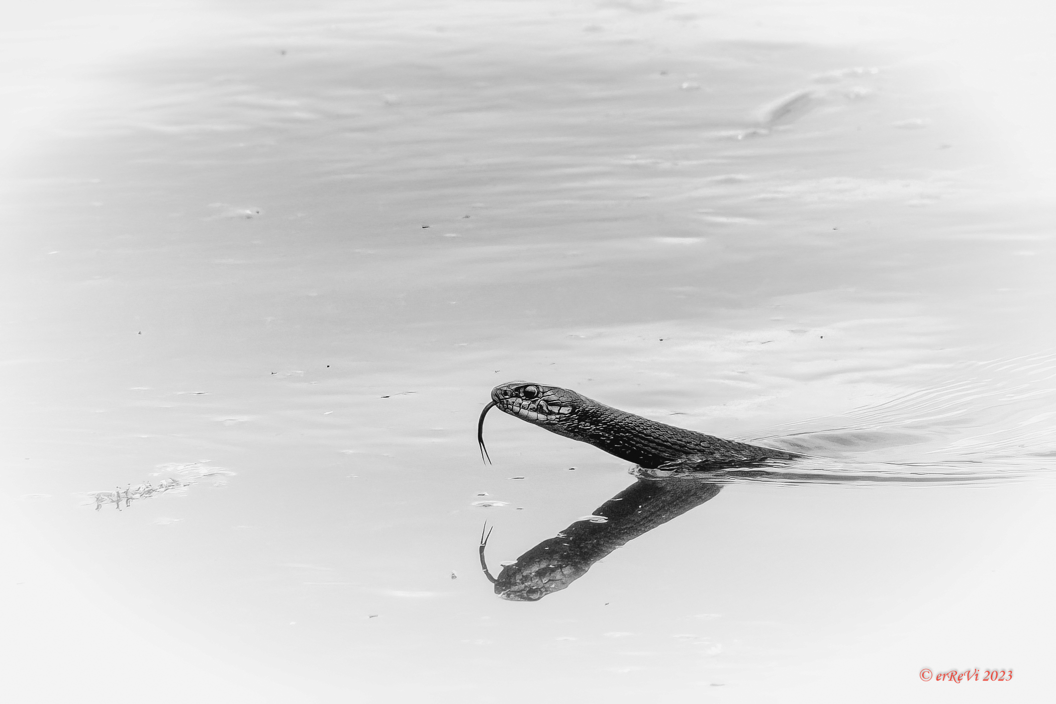 Il mostro di Loch Ness