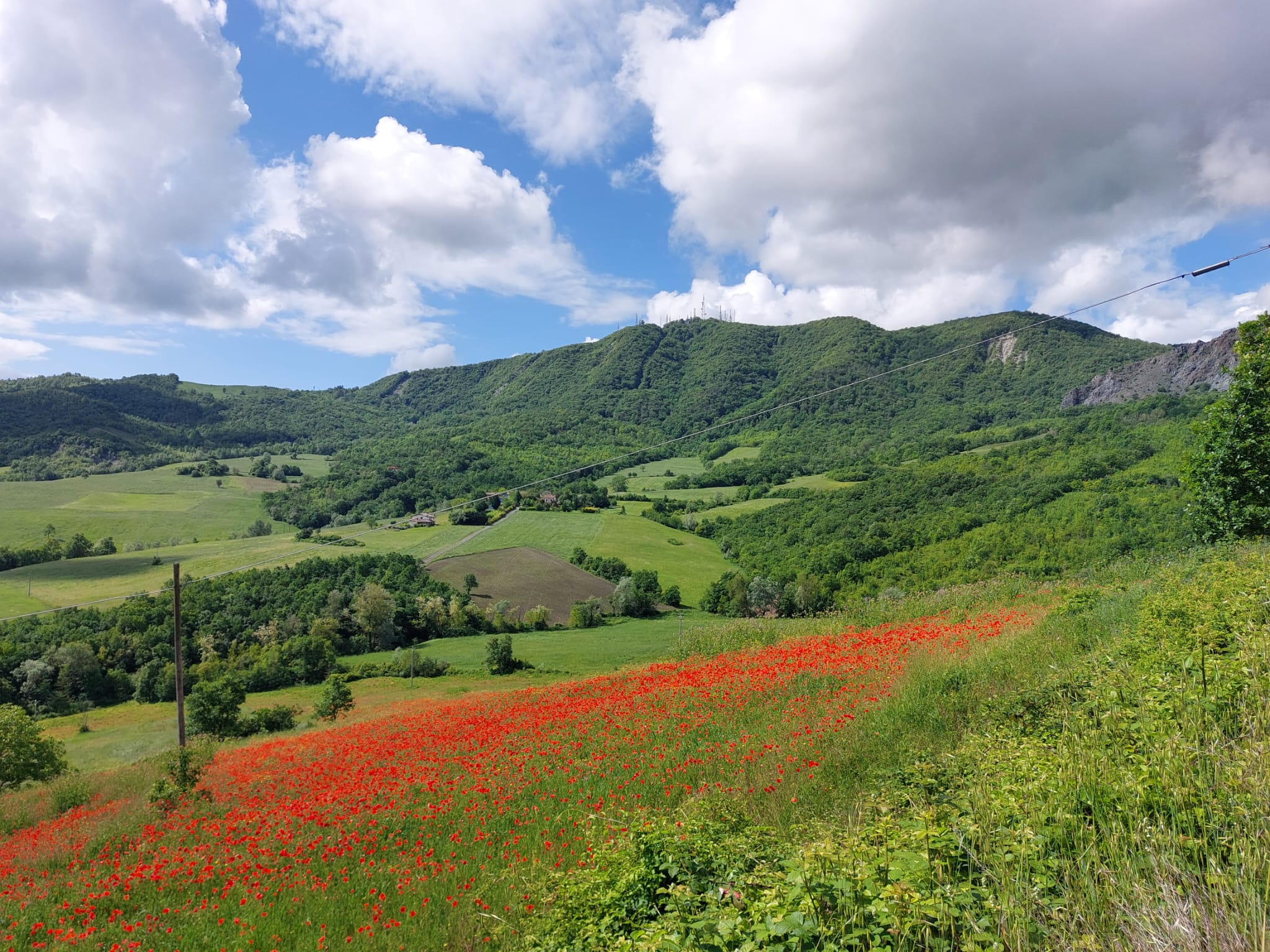 Ma sono mille papaveri rossi