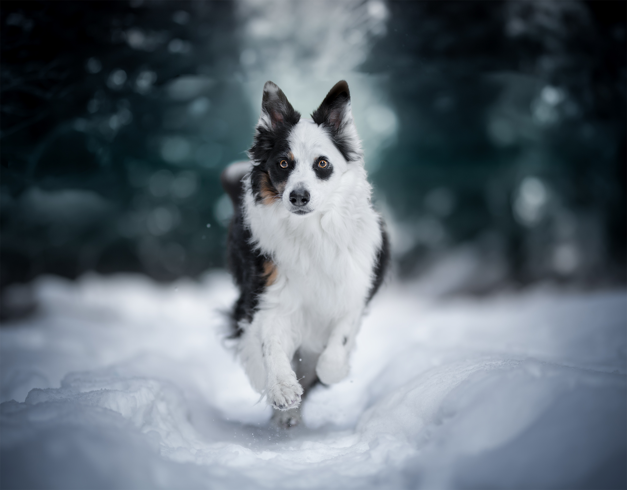 Quanto ci piace correre nella neve..