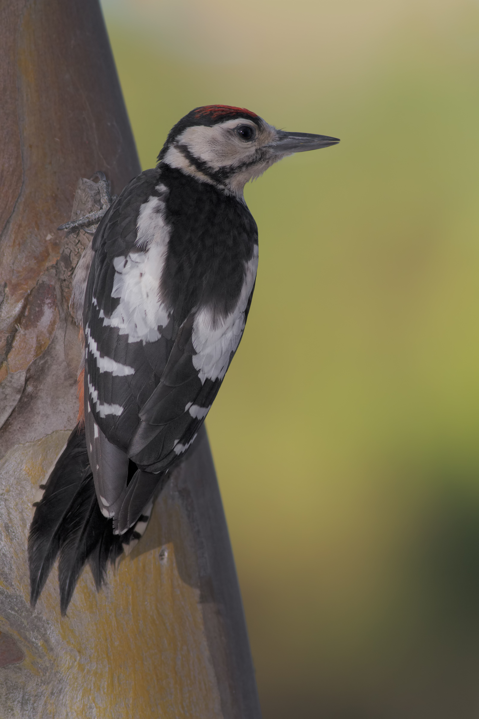 Greater spotted woodpecker Juv.
