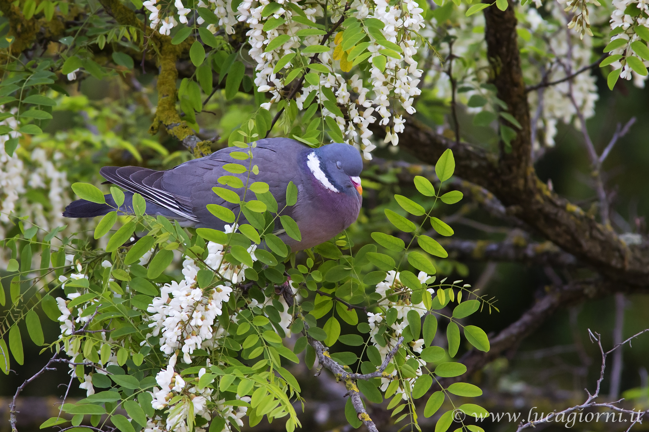 The nap of colombo ....