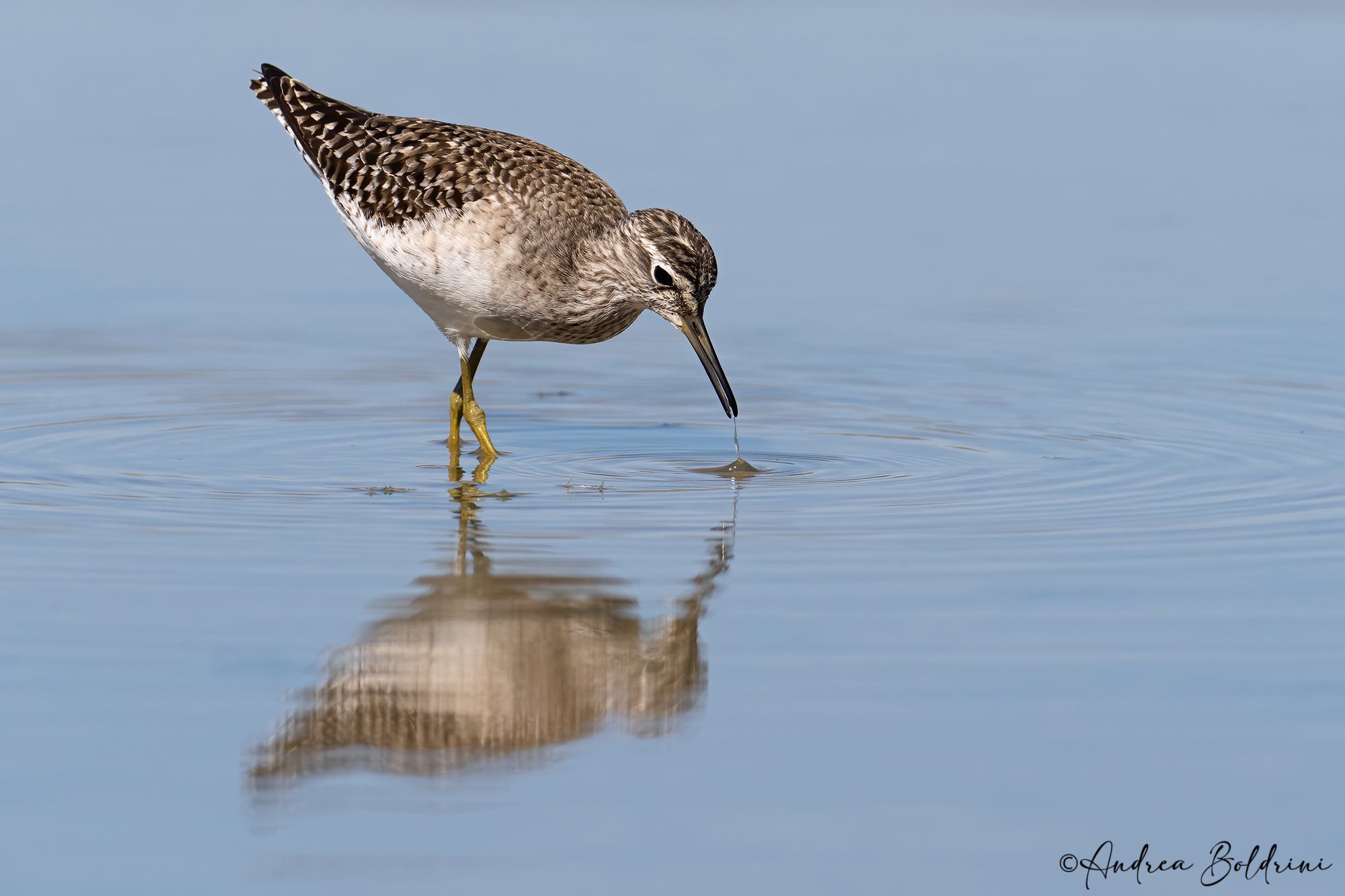 Sandpiper sandpiper
