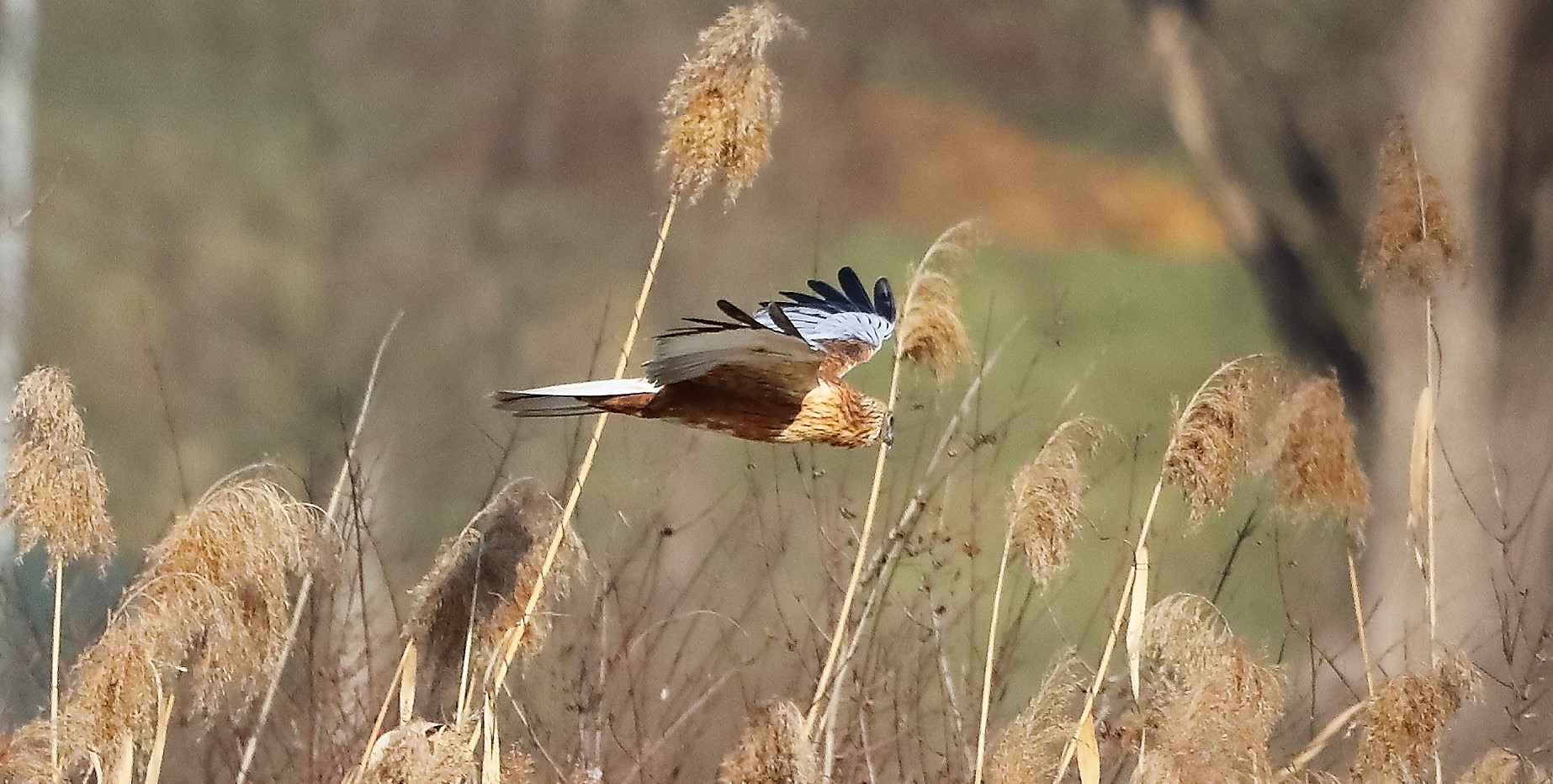 Falco di palude 03-02-2023