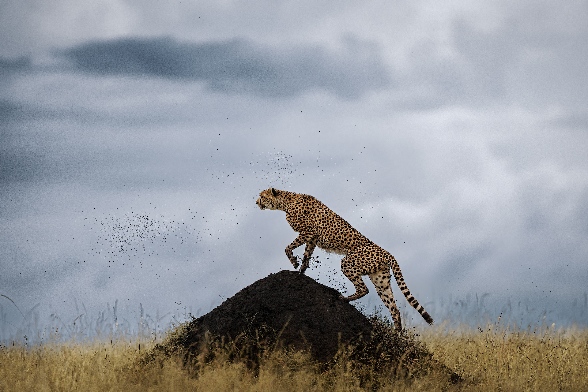 Cheetah