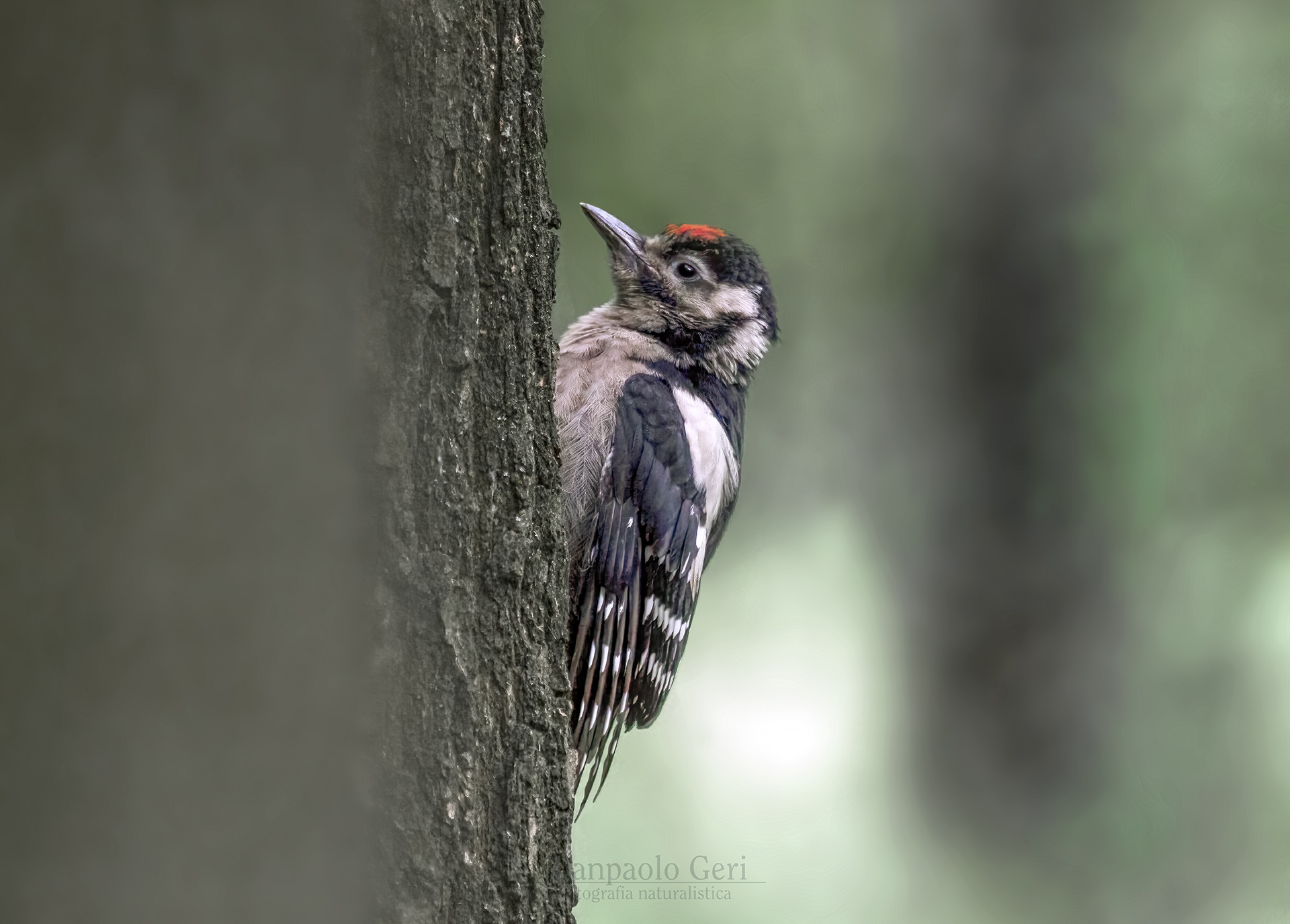 Picchio rosso maggiore (Dendrocopos major)