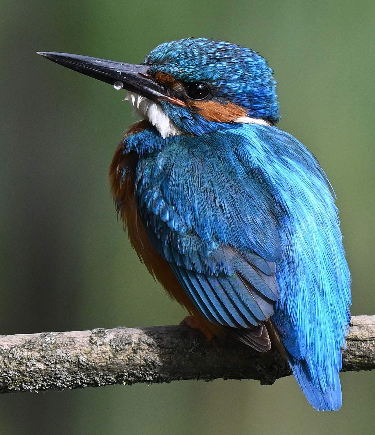 Kingfisher