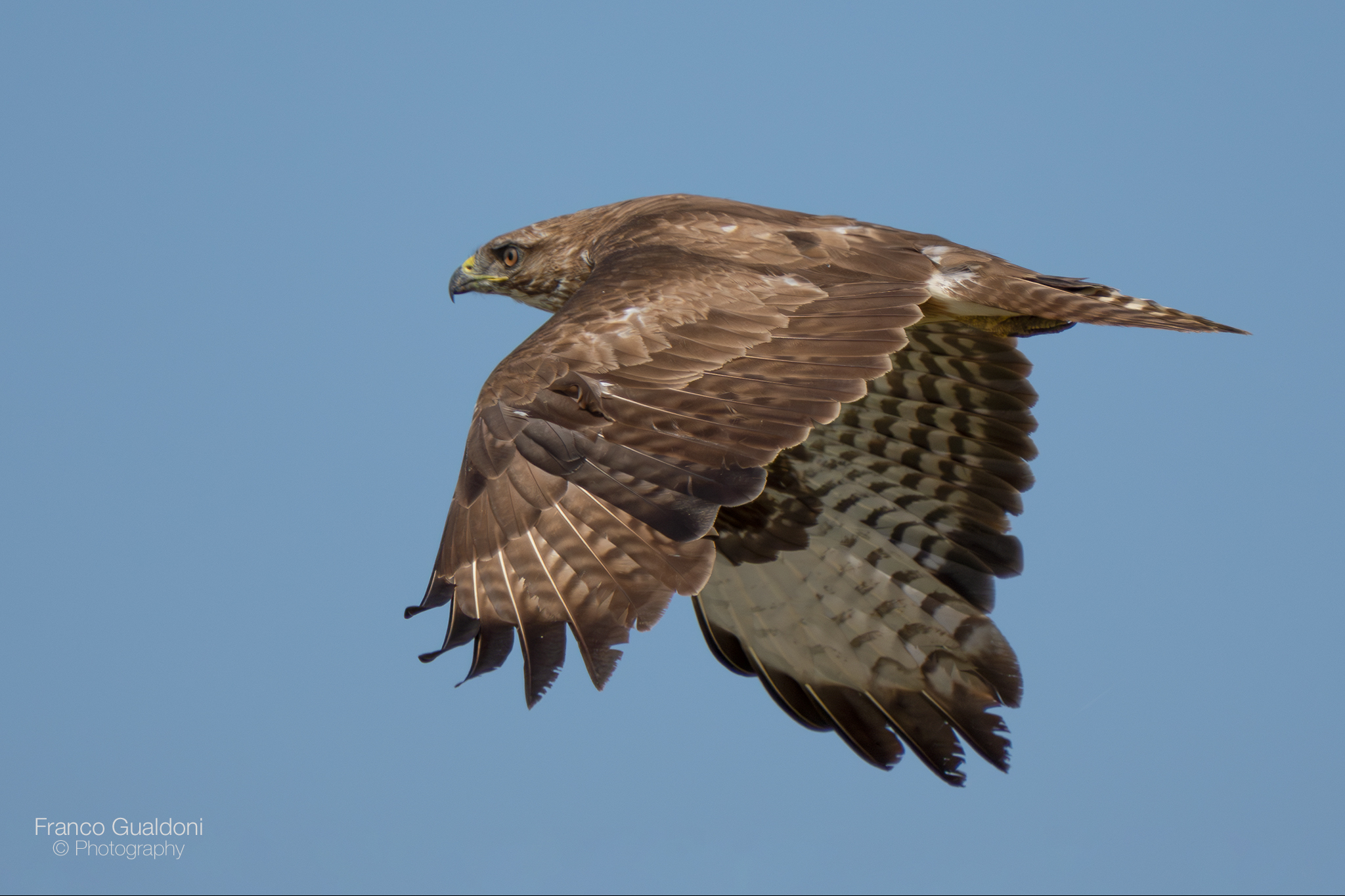 Buzzard