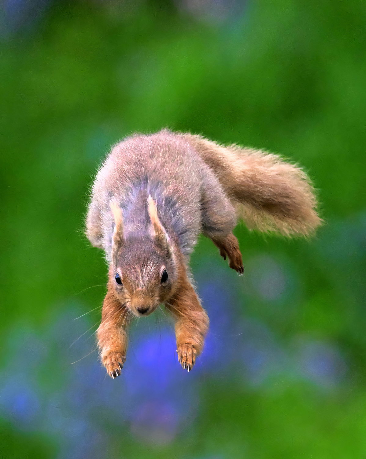 Red Squirrel