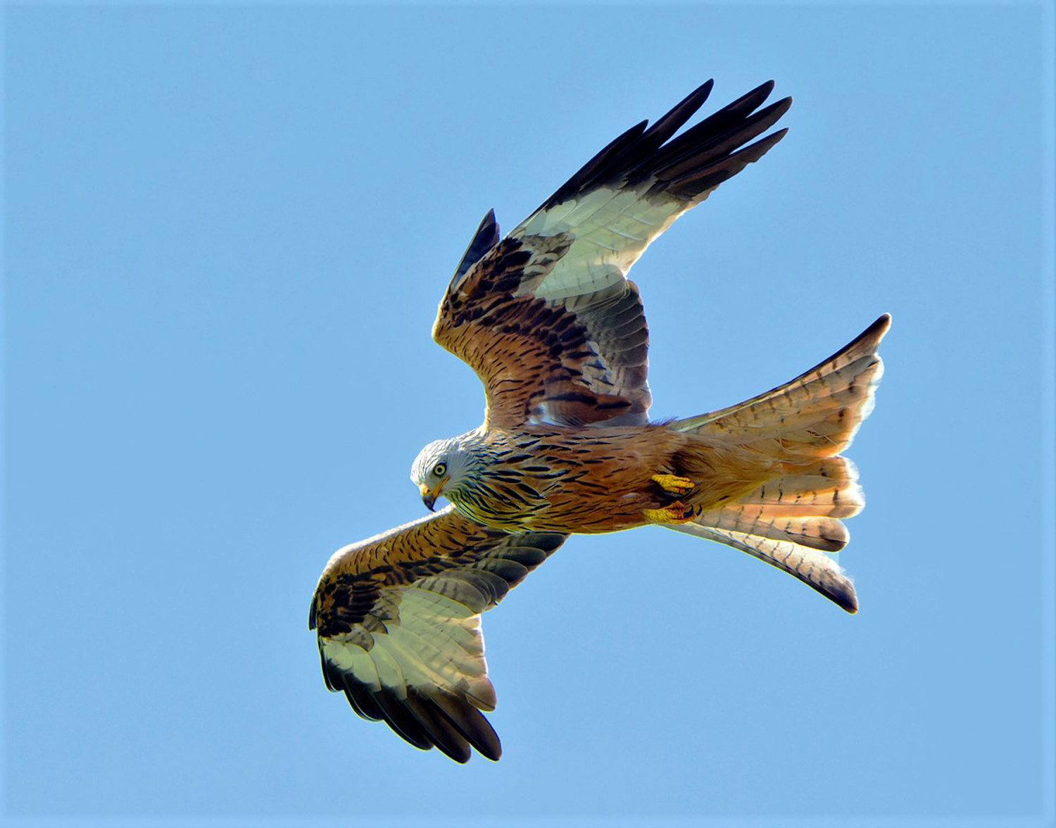Red Kite
