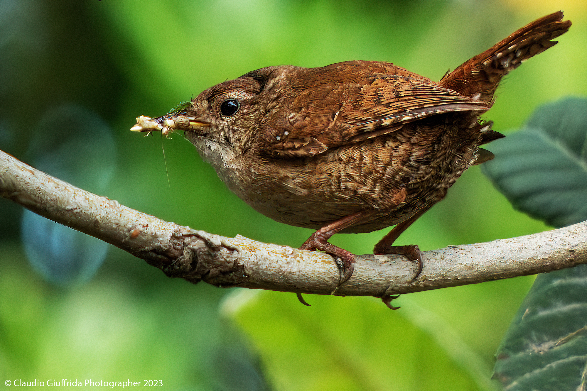 Troglodytes troglodytes