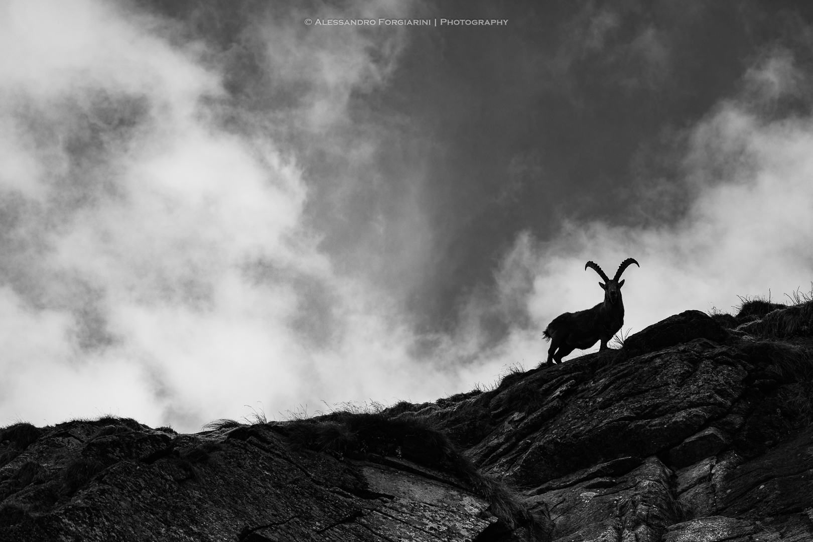 Gran Paradiso