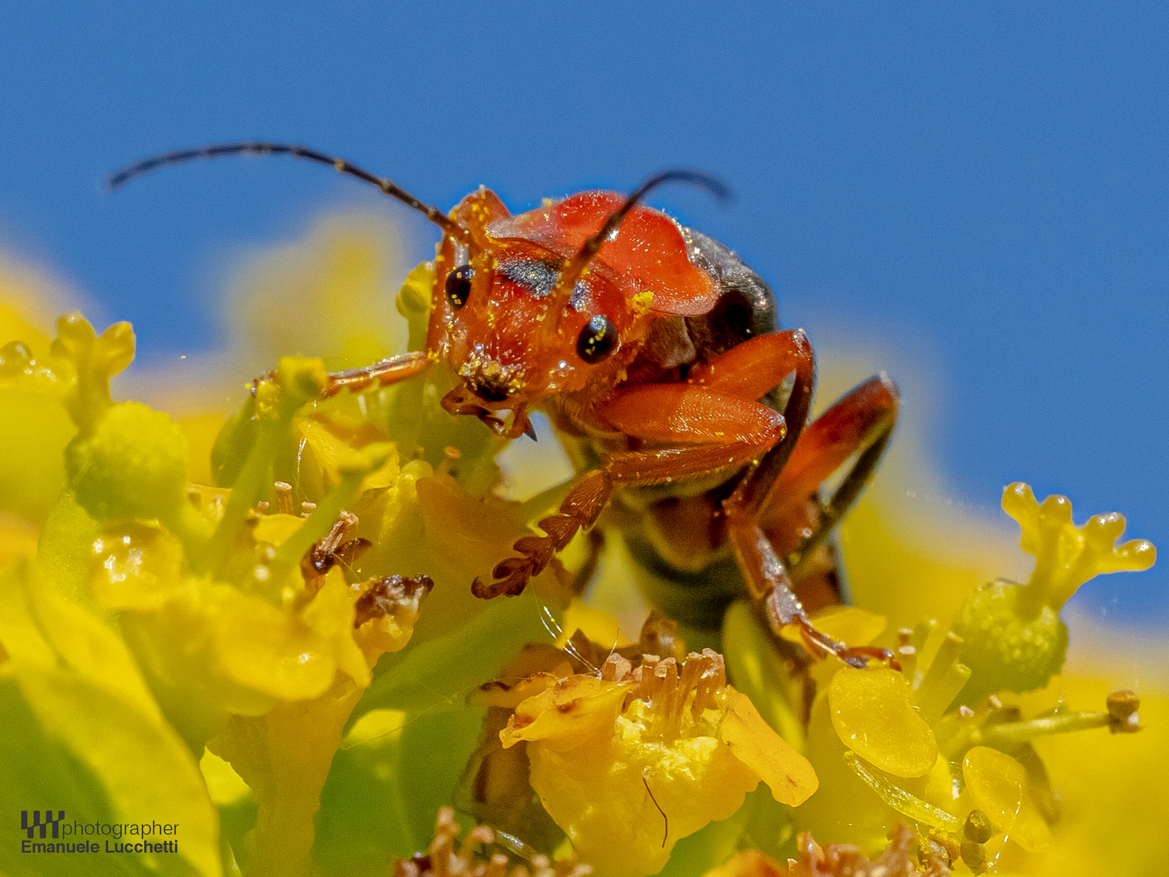 Macro and flora