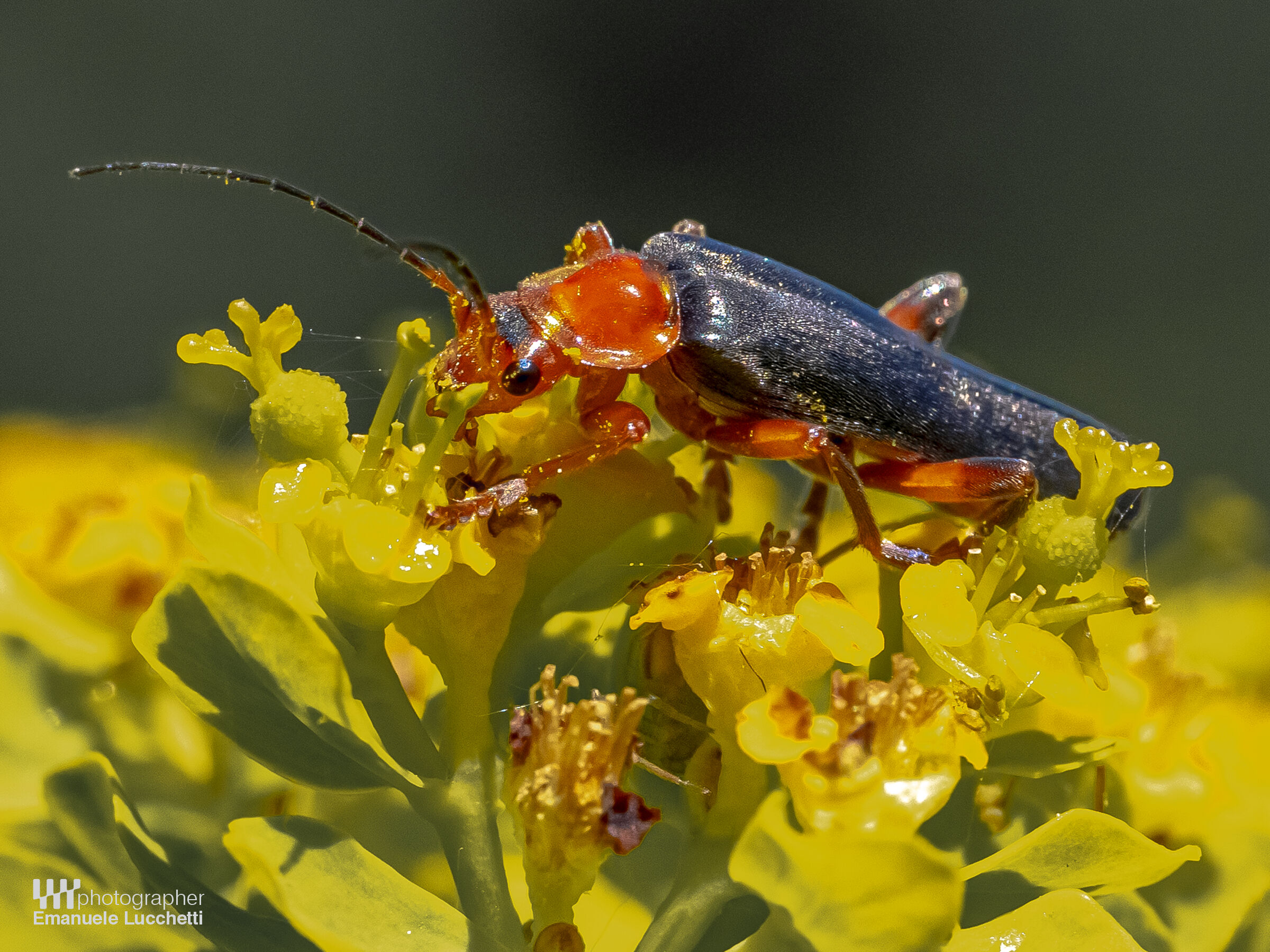 Macro