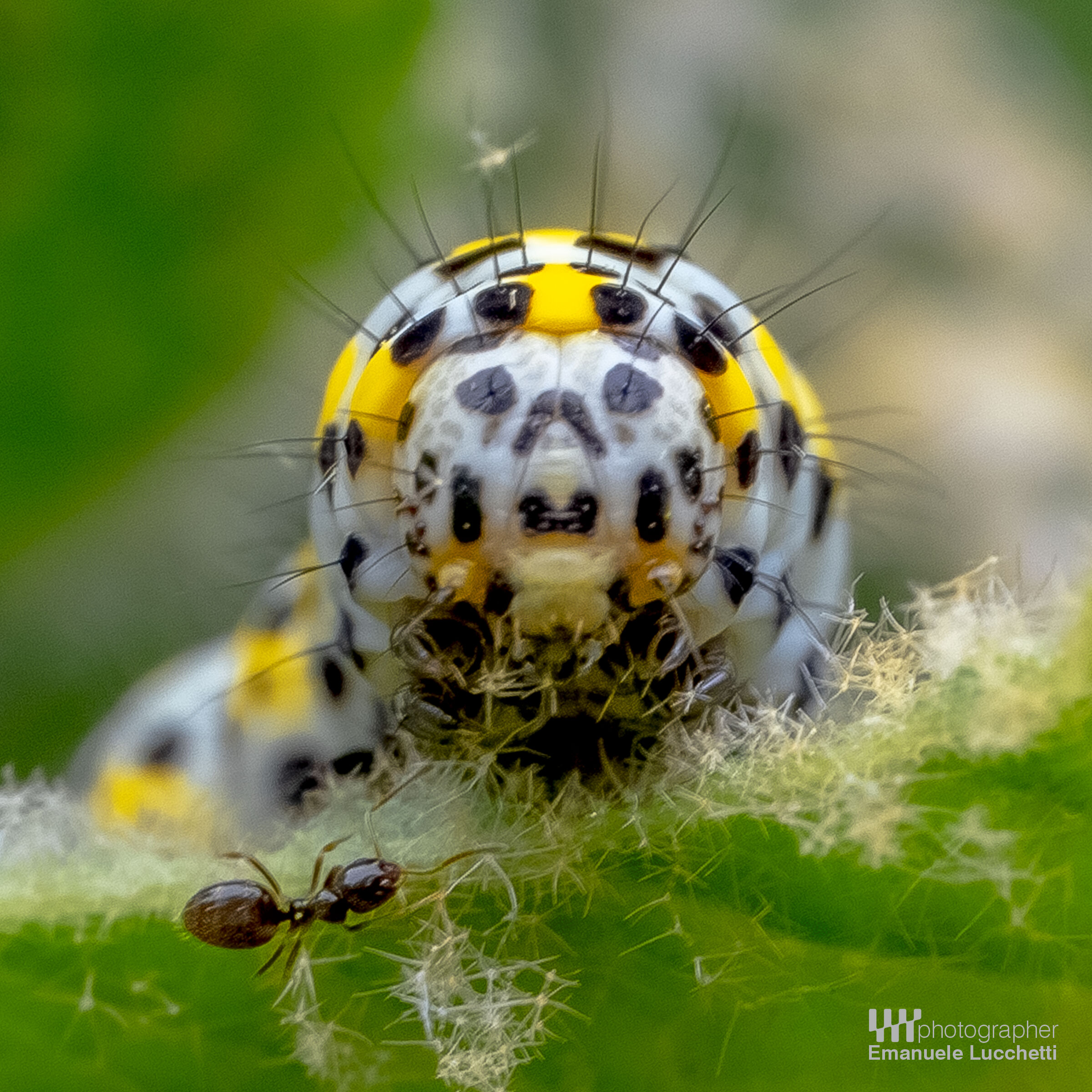 Moth caterpillar