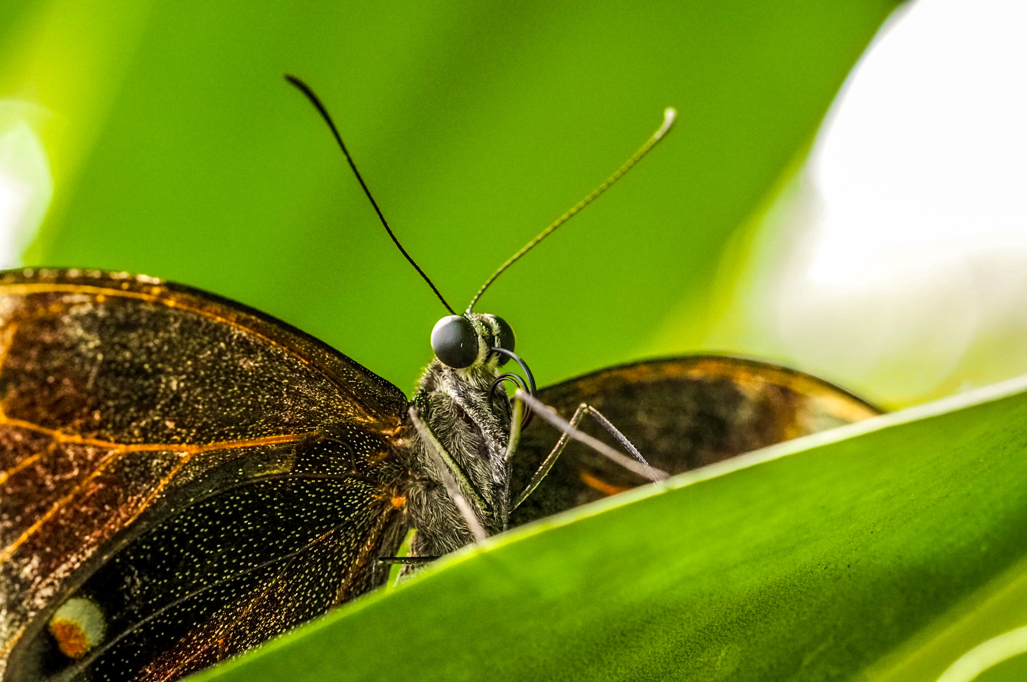 Un abitante del piccolo mondo verde