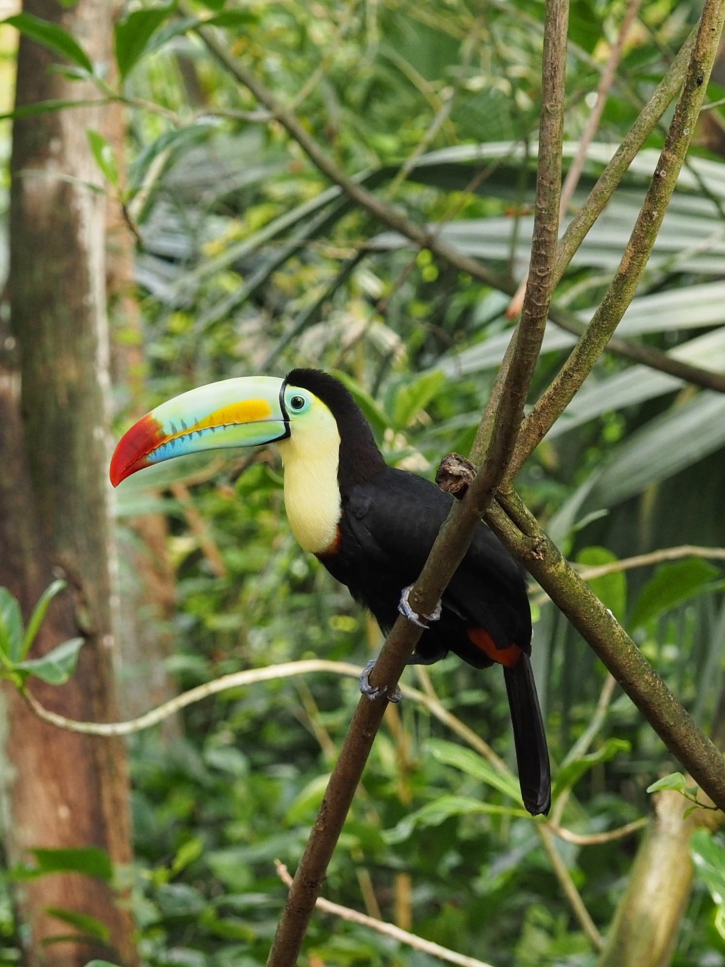 A rare encounter in Europe (Tucano)