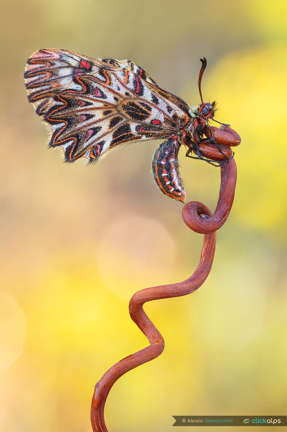 Zerynthia polyxena