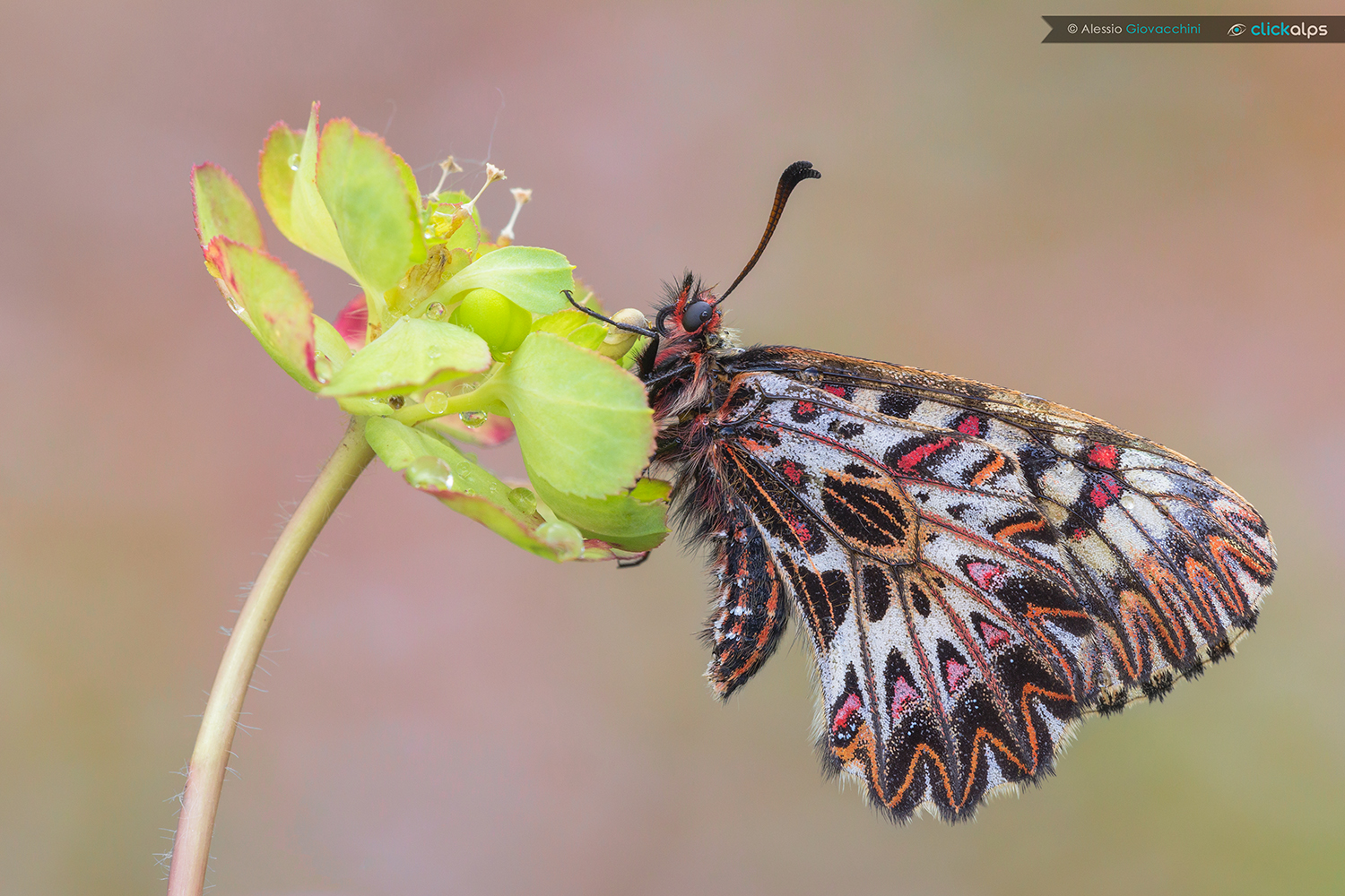 Zerynthia polyxena