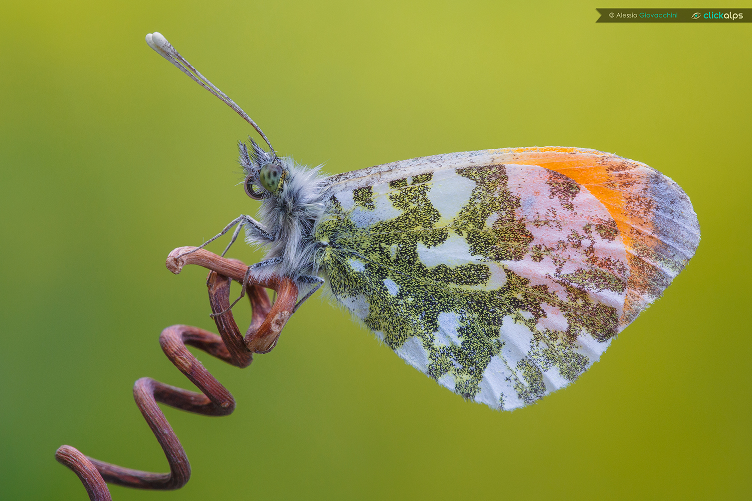 Anthocharis cardamines