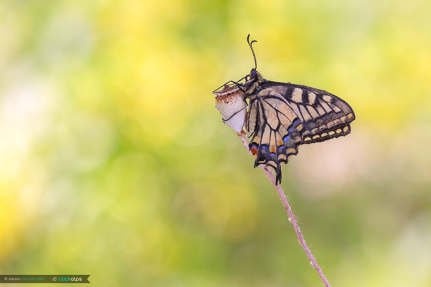 Papilio machaon