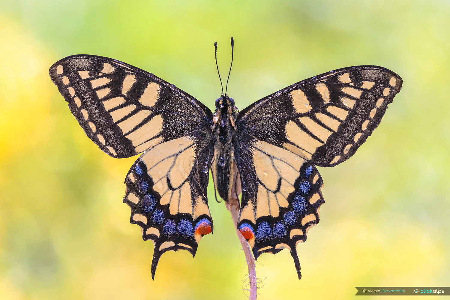 Papilio machaon
