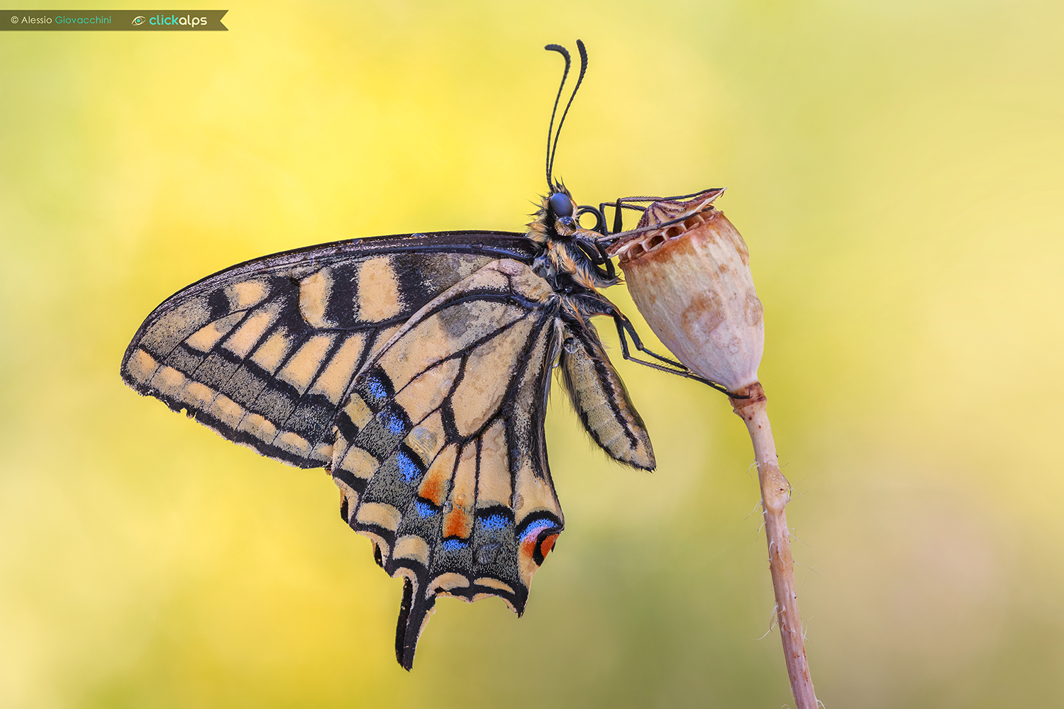 Papilio machaon