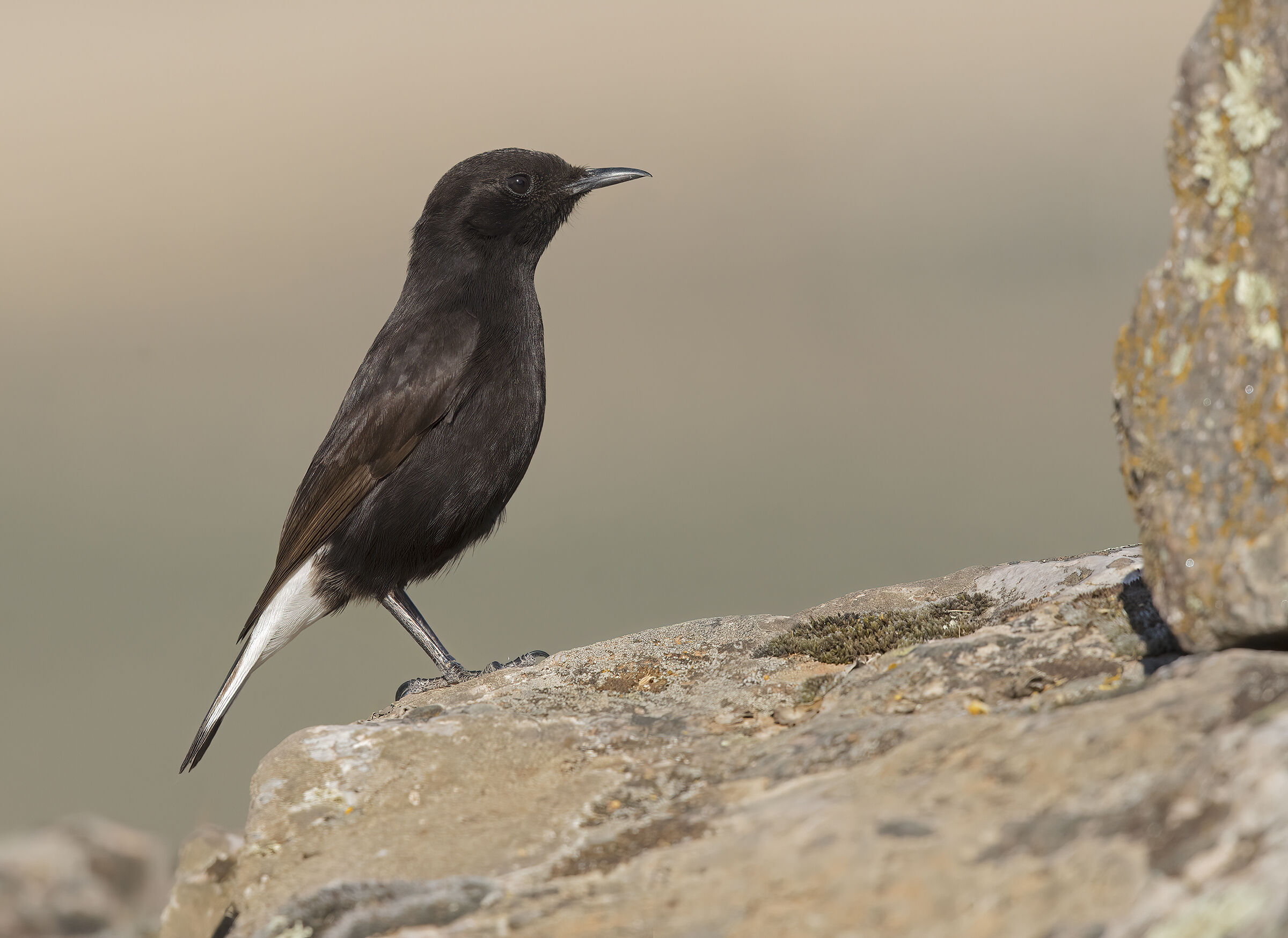 monachella nera (oenanthe leucura ) maschietto