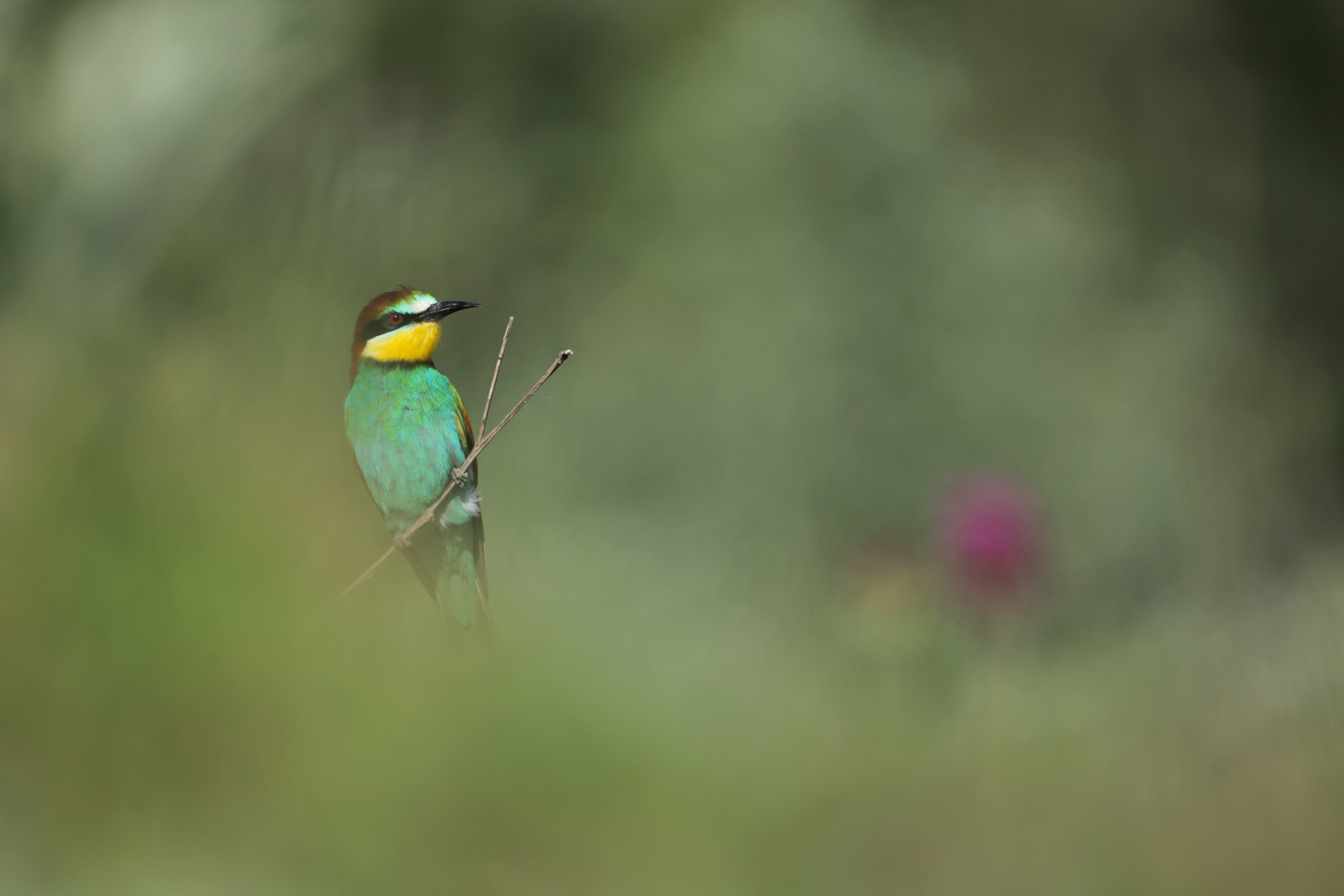 Bee-eater