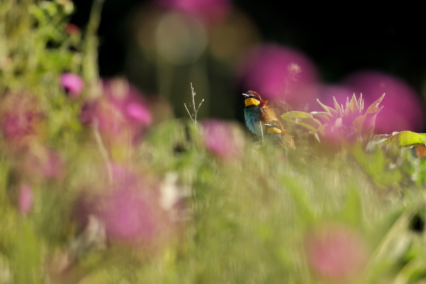Bee-eaters