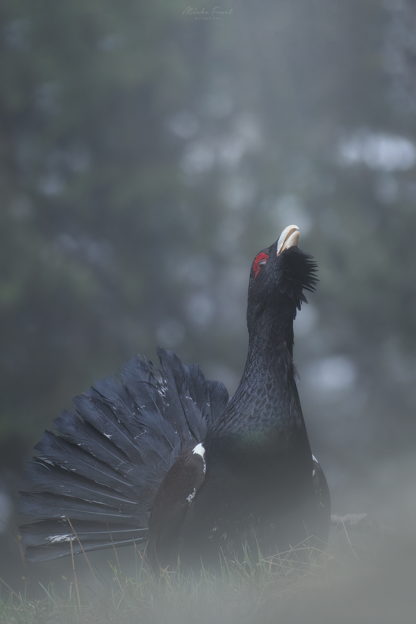 Gallo cedrone
