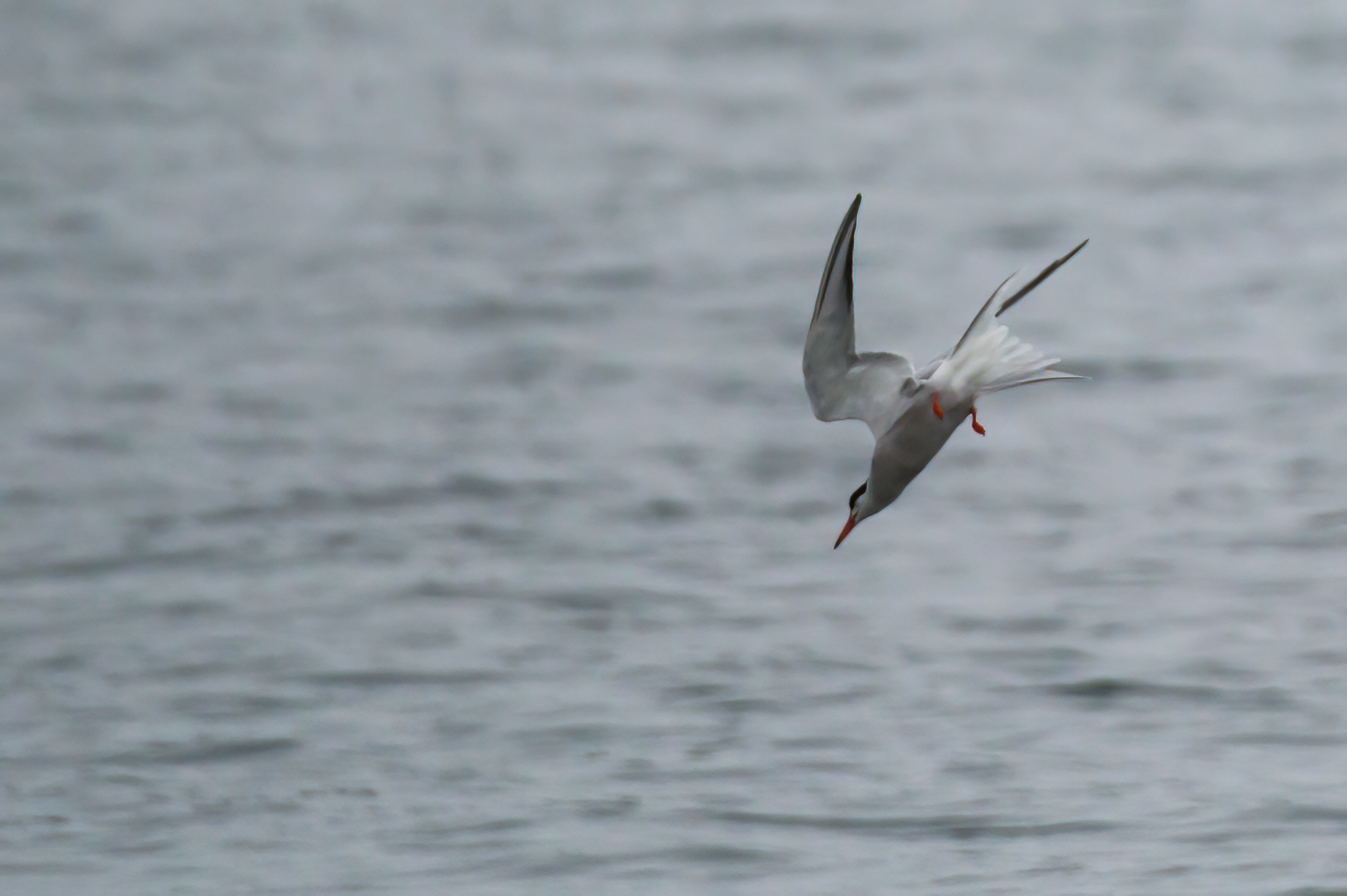 Common tern hunting