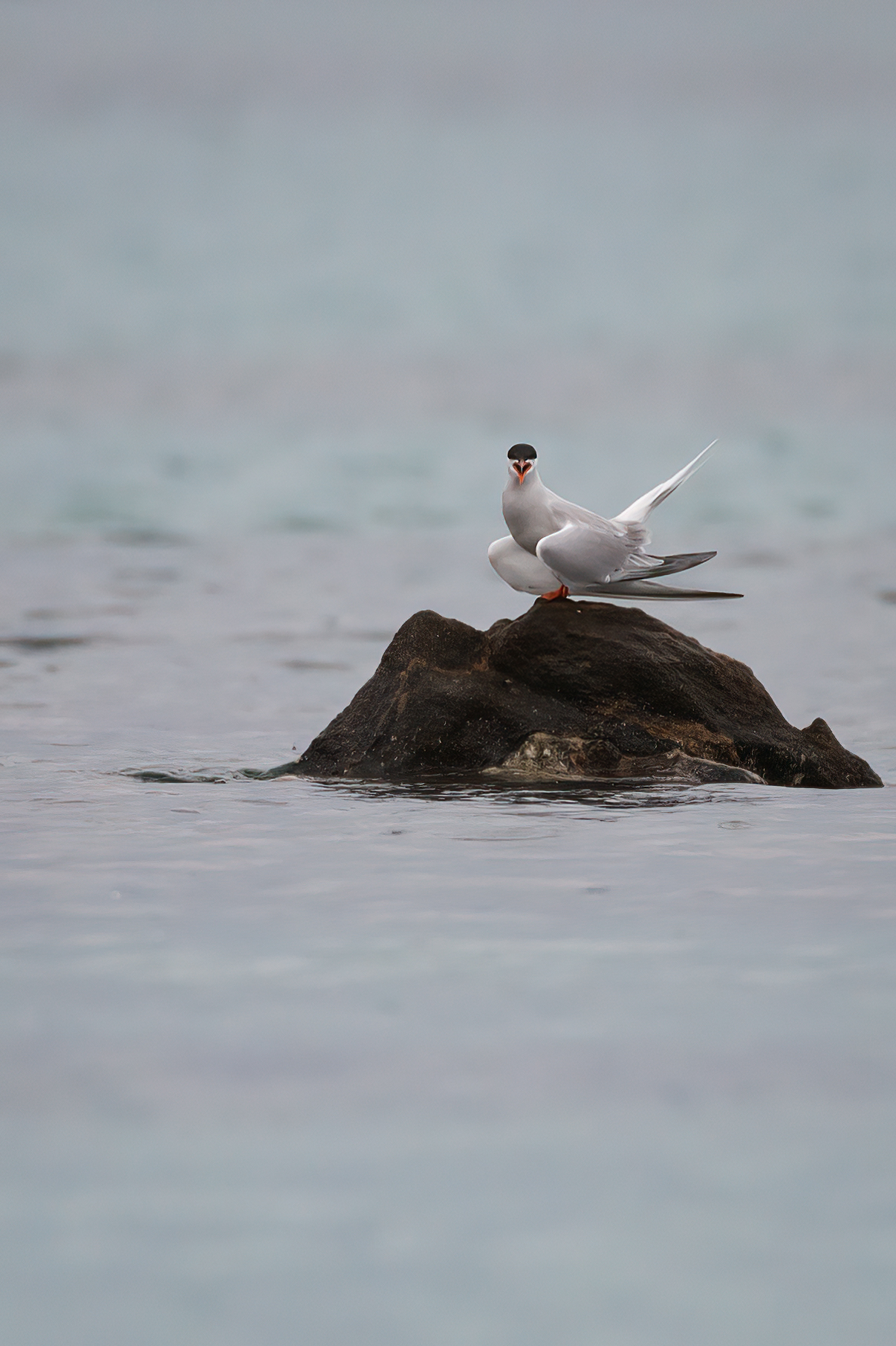 Common tern