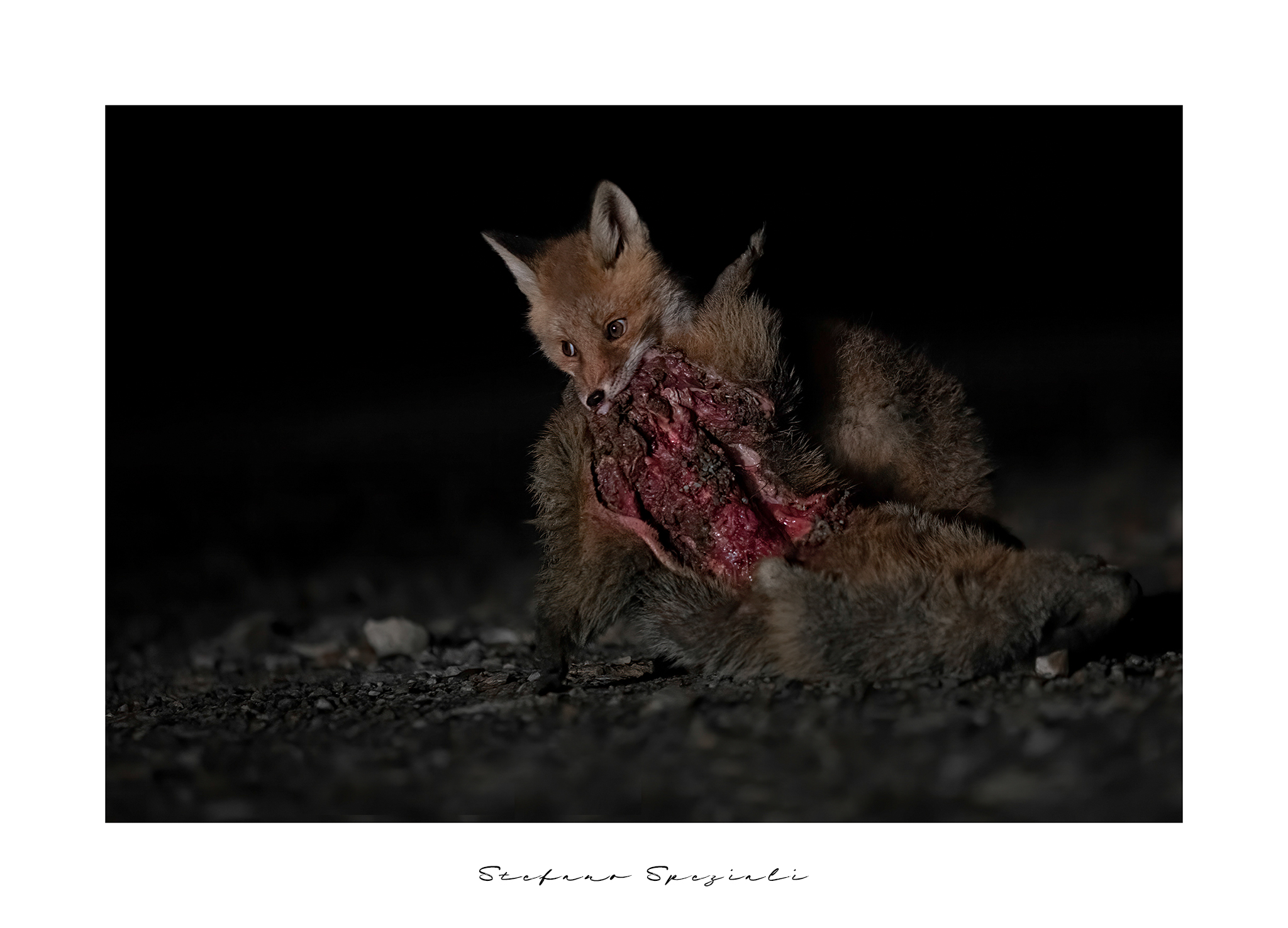 Fox - Vulpes vulpes