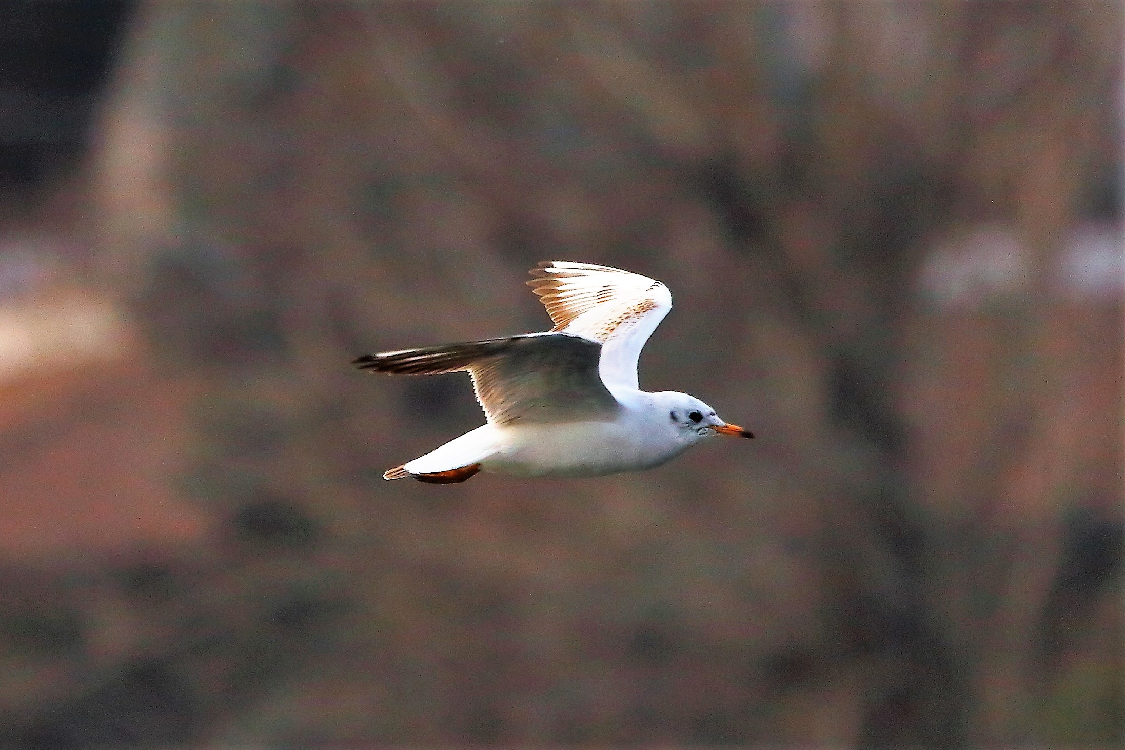 Gabbiani C 20 febbraio 2023