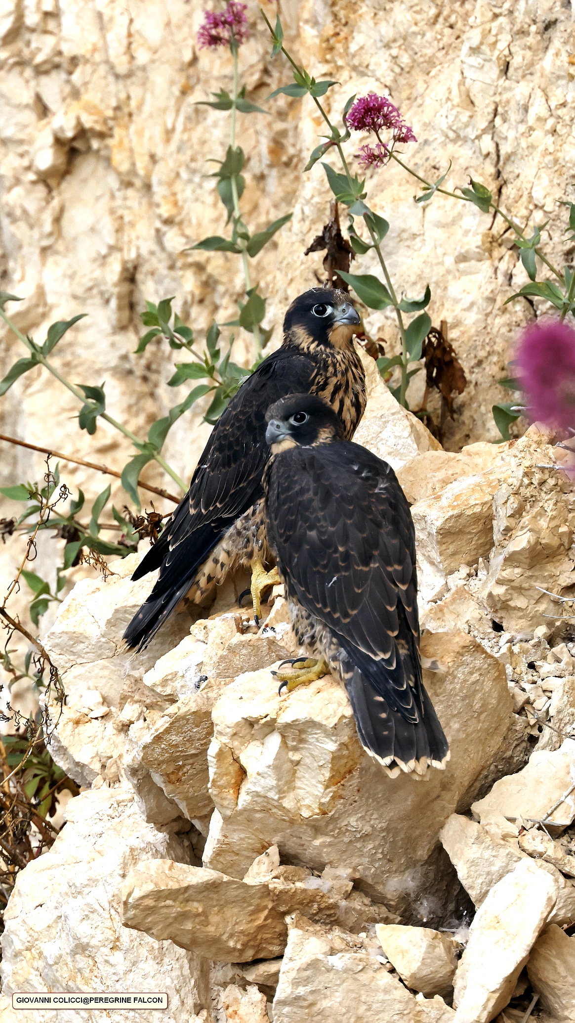 Giovani falchi pellegrini