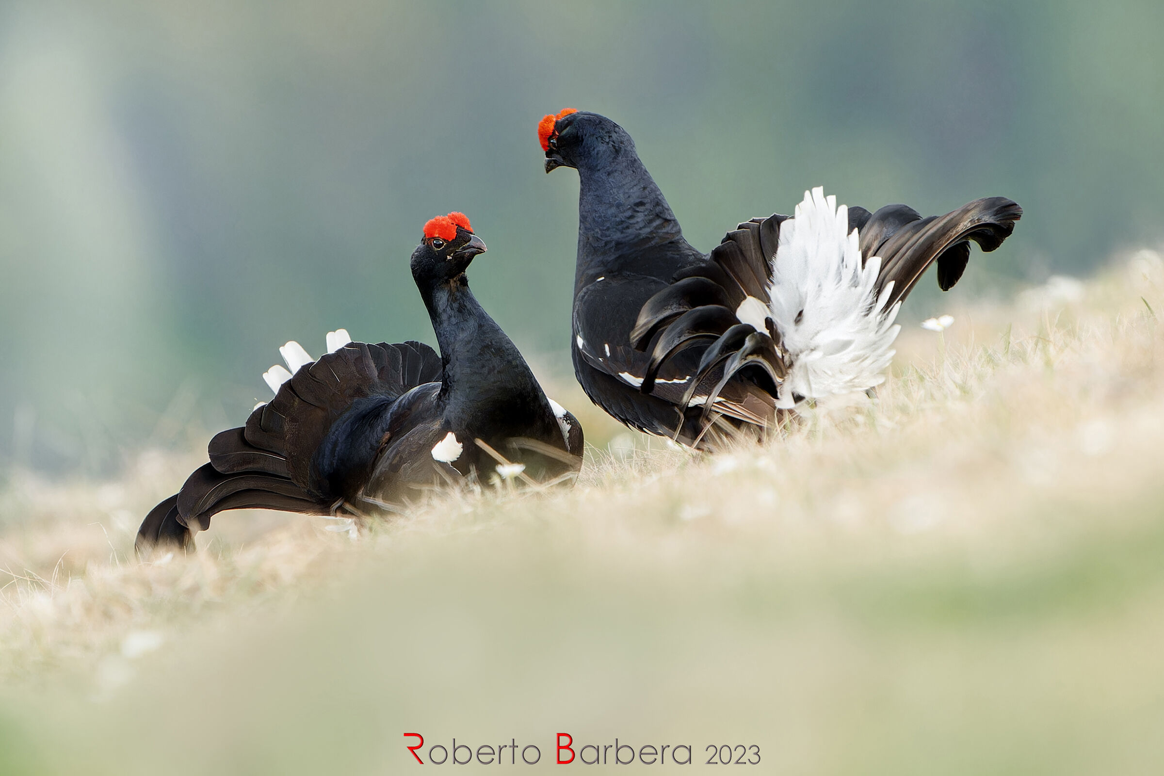 Timide sfide all'alba