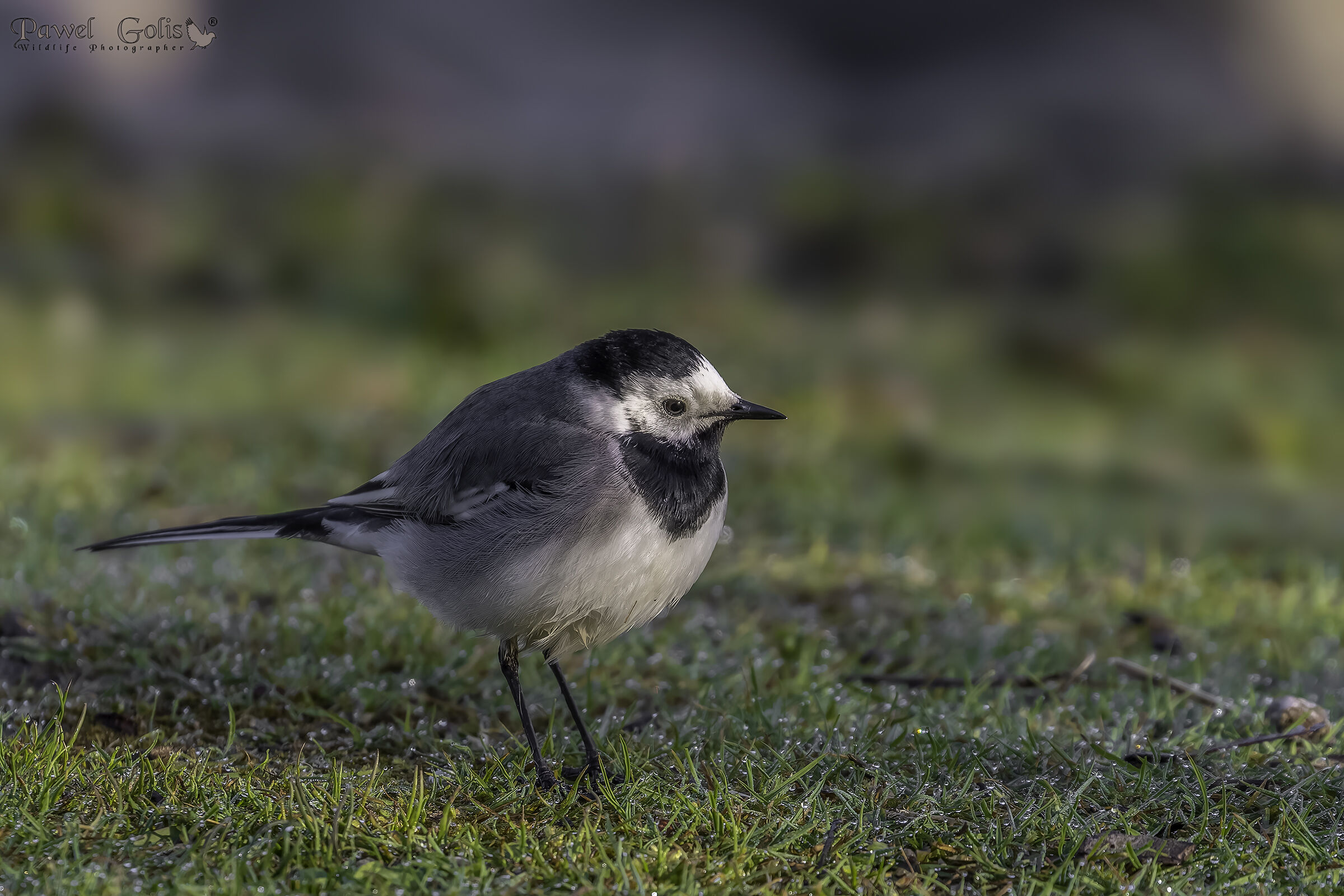 Ballerina bianca (Motacilla alba)