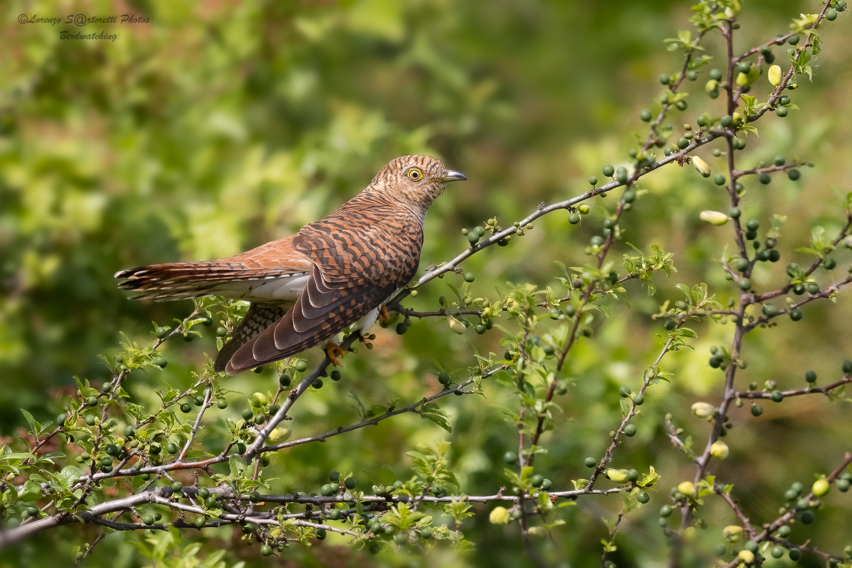 Female cuckoo