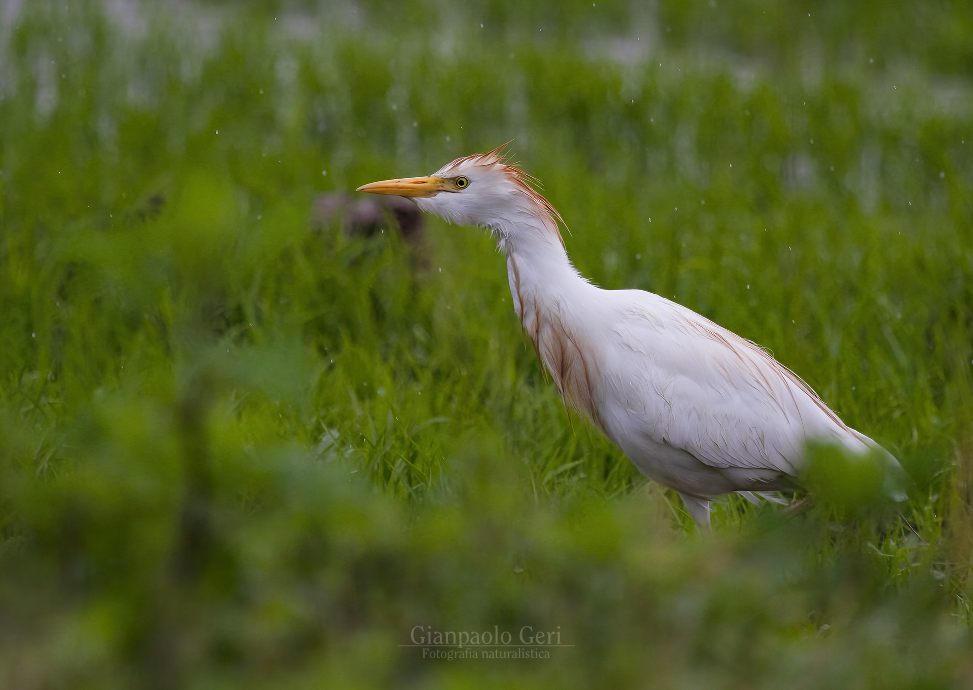 Cattle heron (Bubulcus ibis)