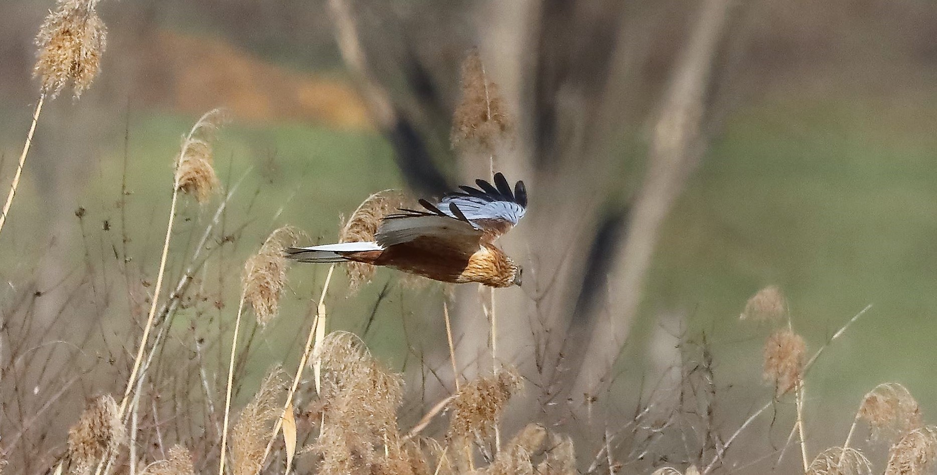 Falco di palude 03-02-2023