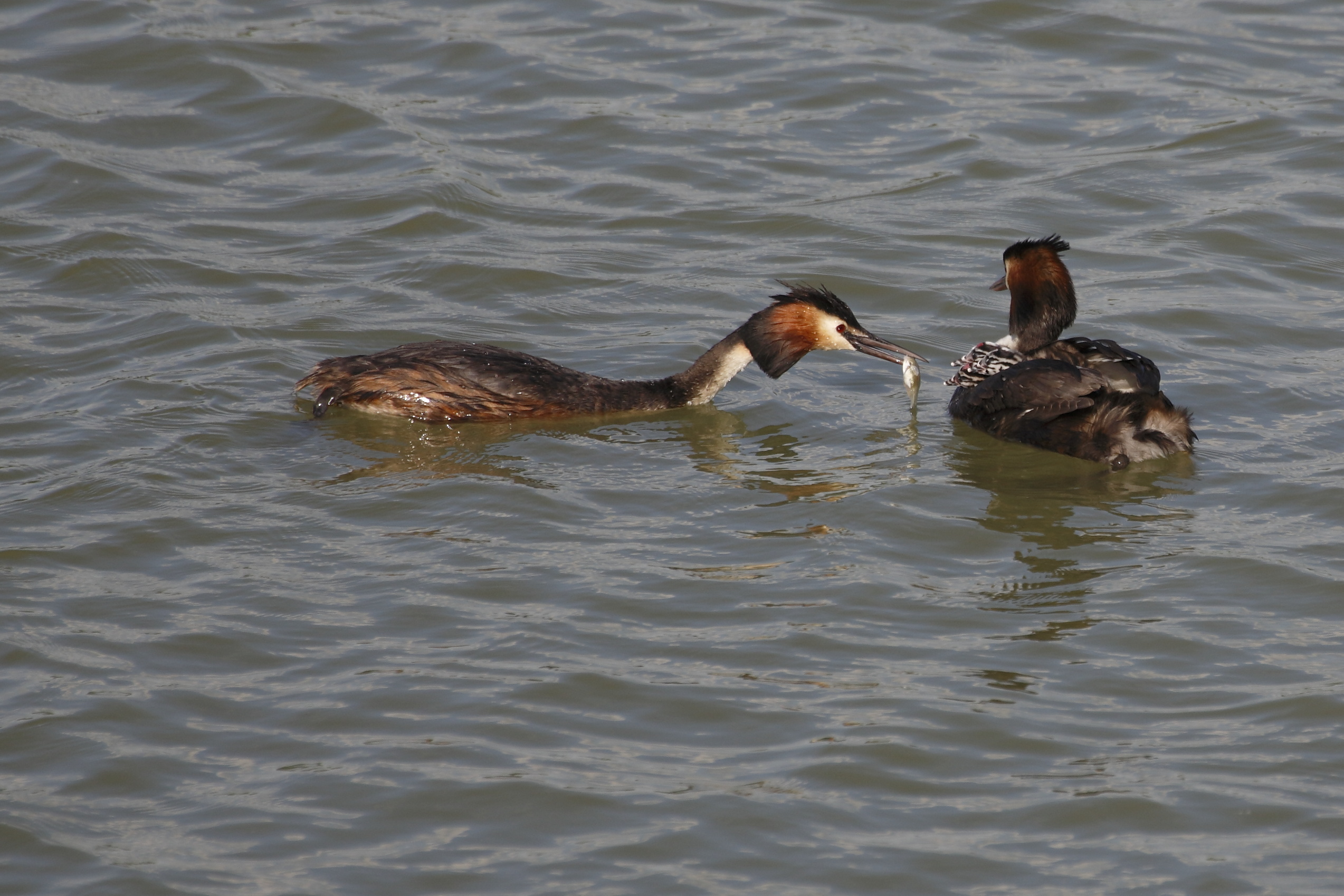 Pappa per i piccoli!